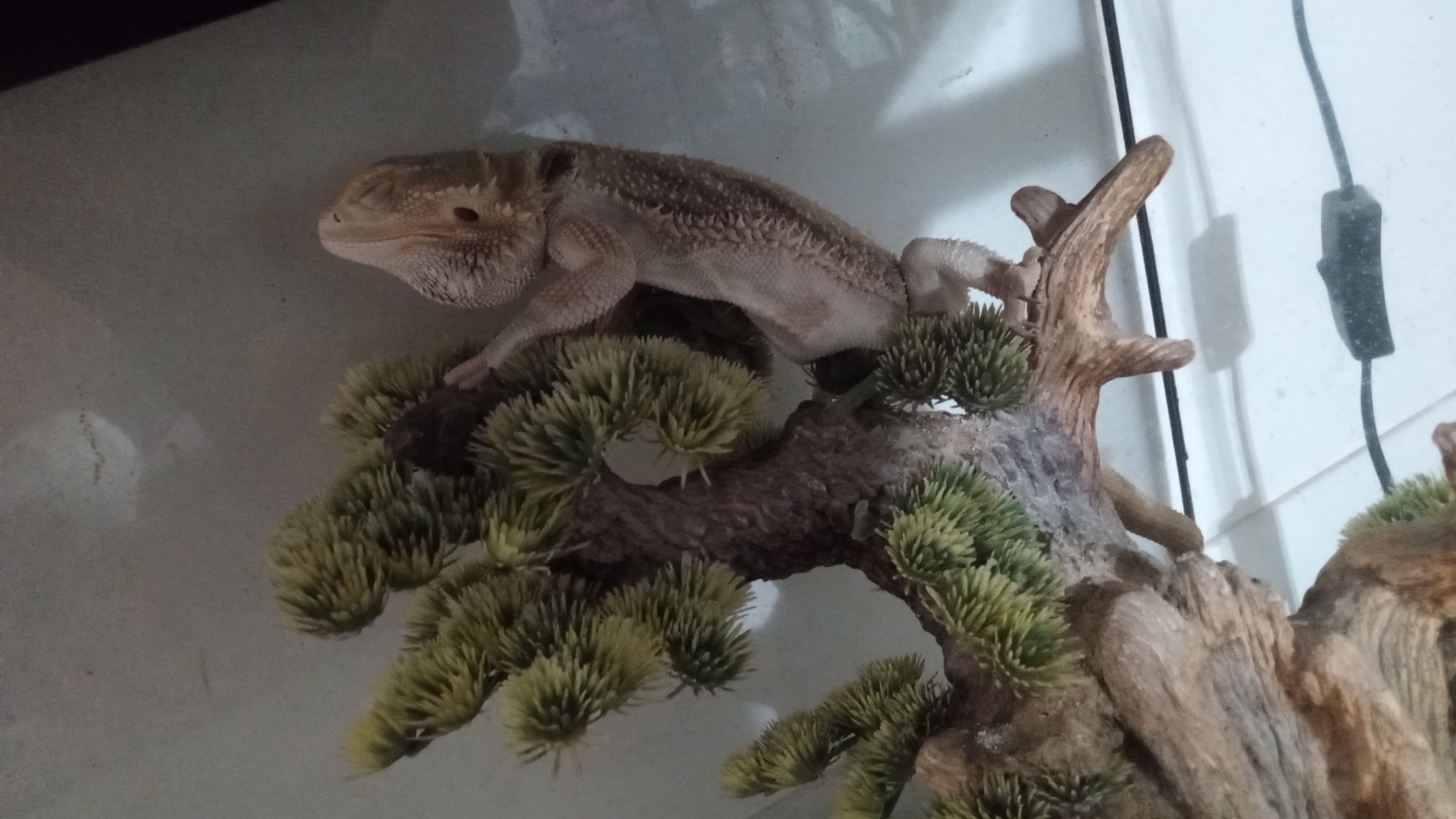 Free bearded dragons image 2
