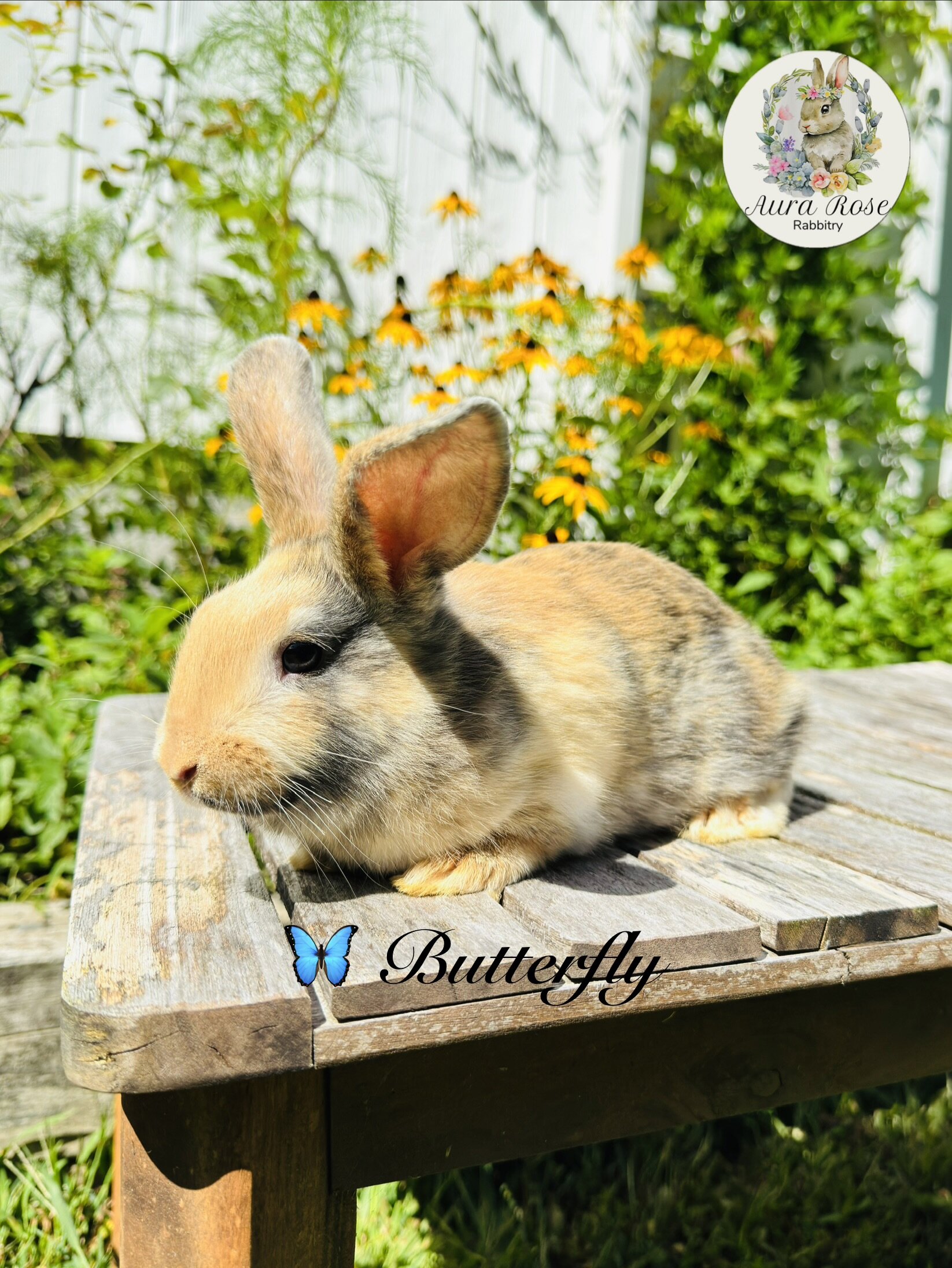 Mini lop bunnies image 3