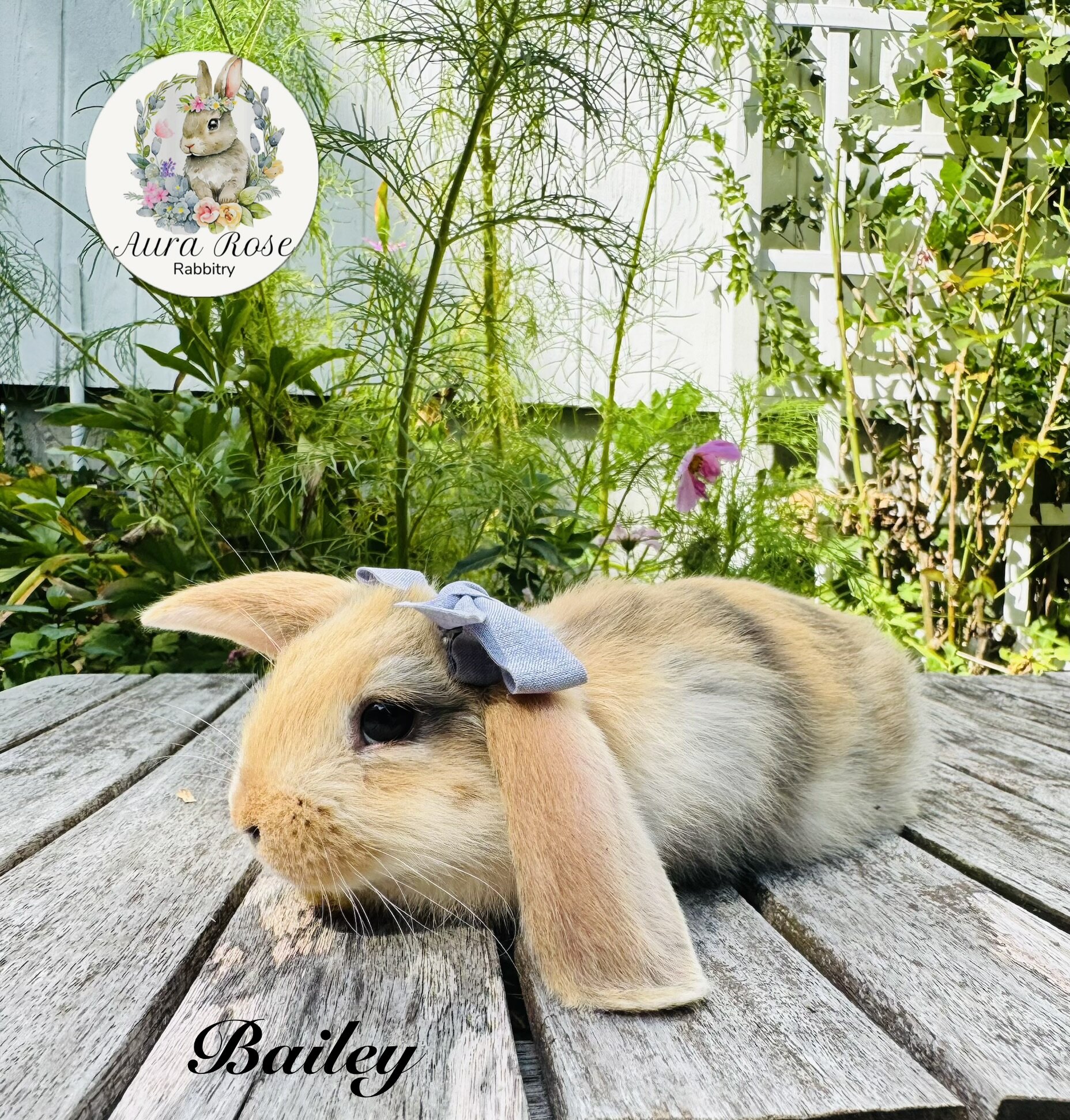 Mini lop bunnies image 1