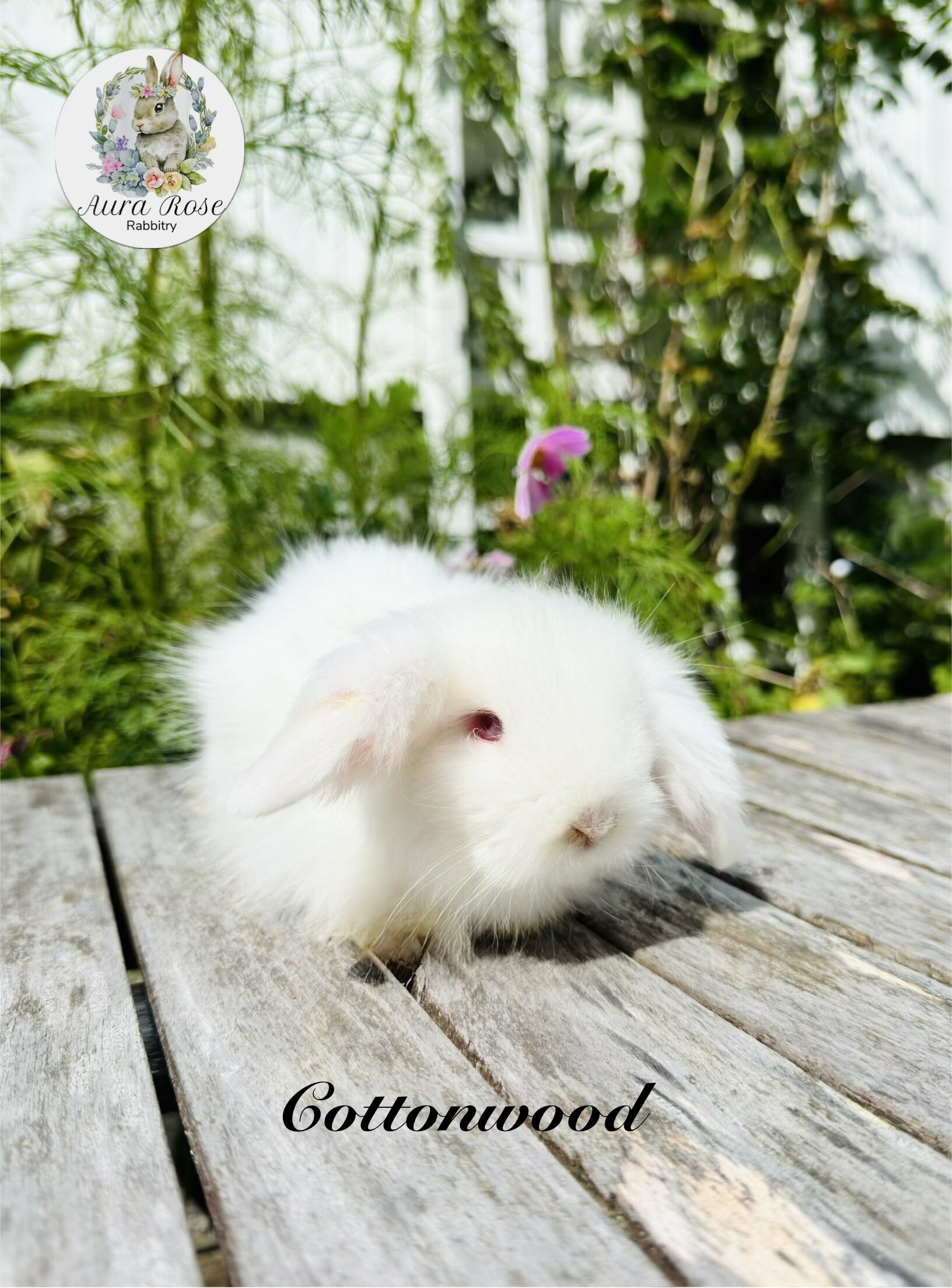 Teddywidder bunny image 2