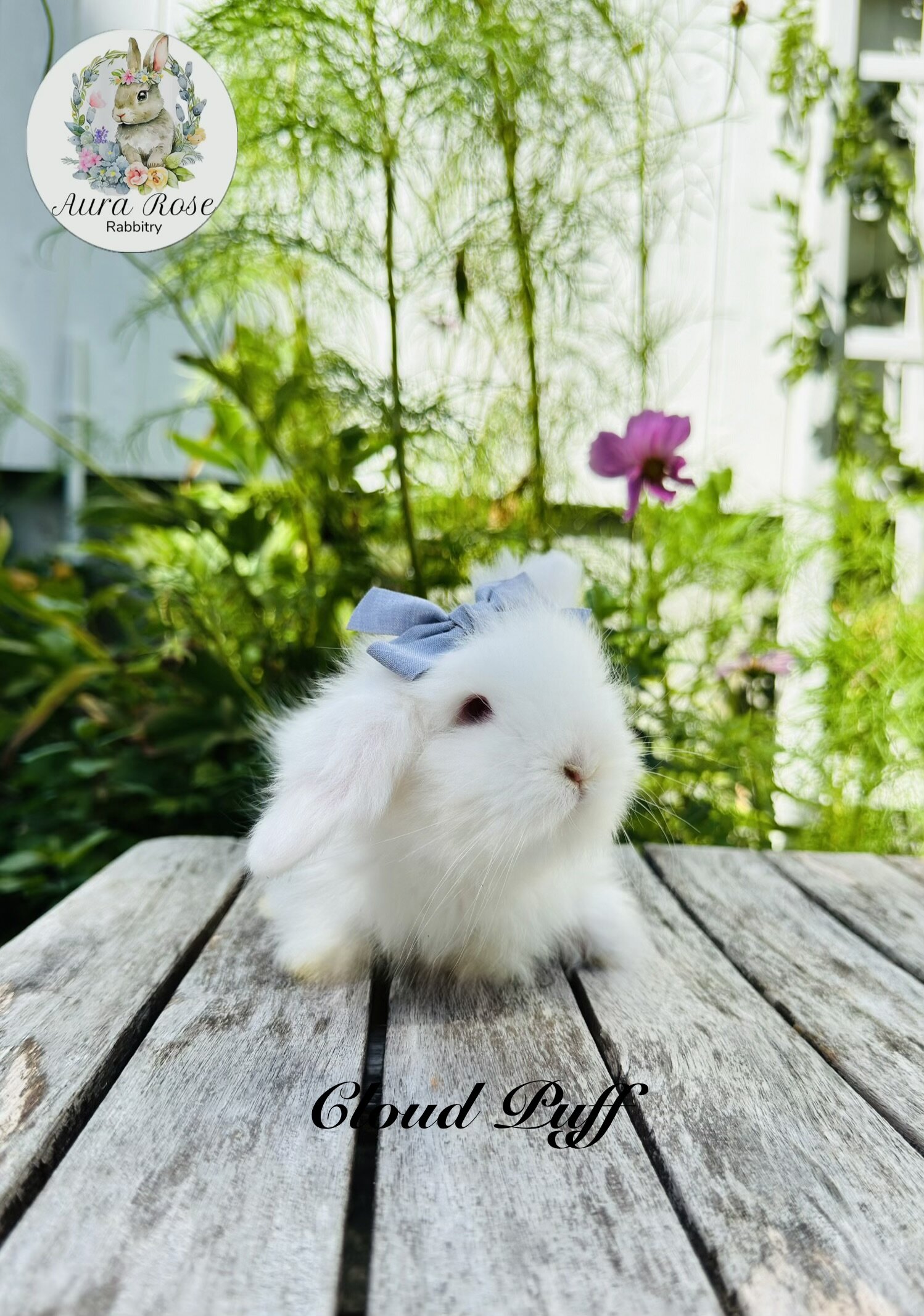 Teddywidder bunny image 1