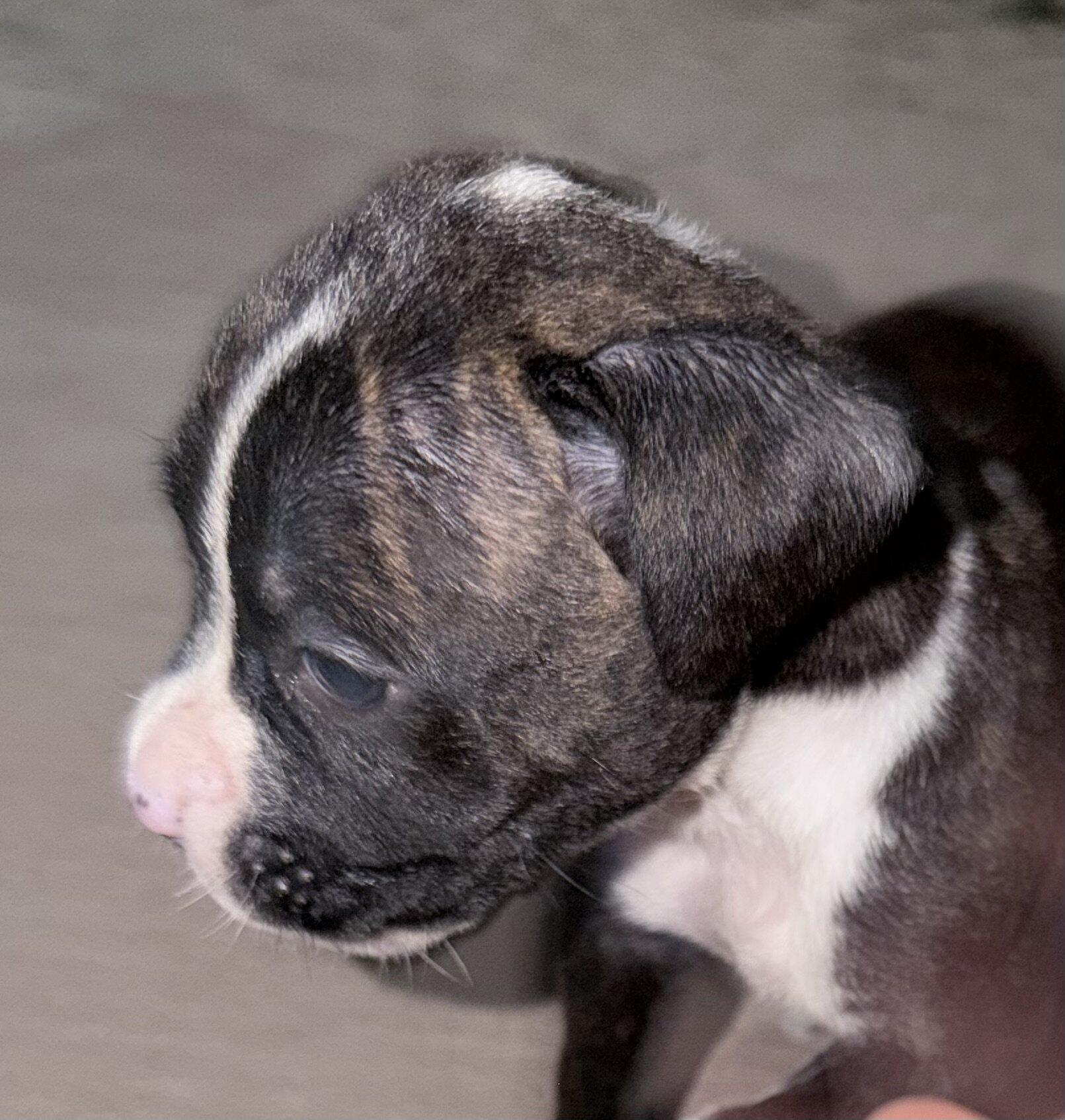 Boxer Puppies image 9