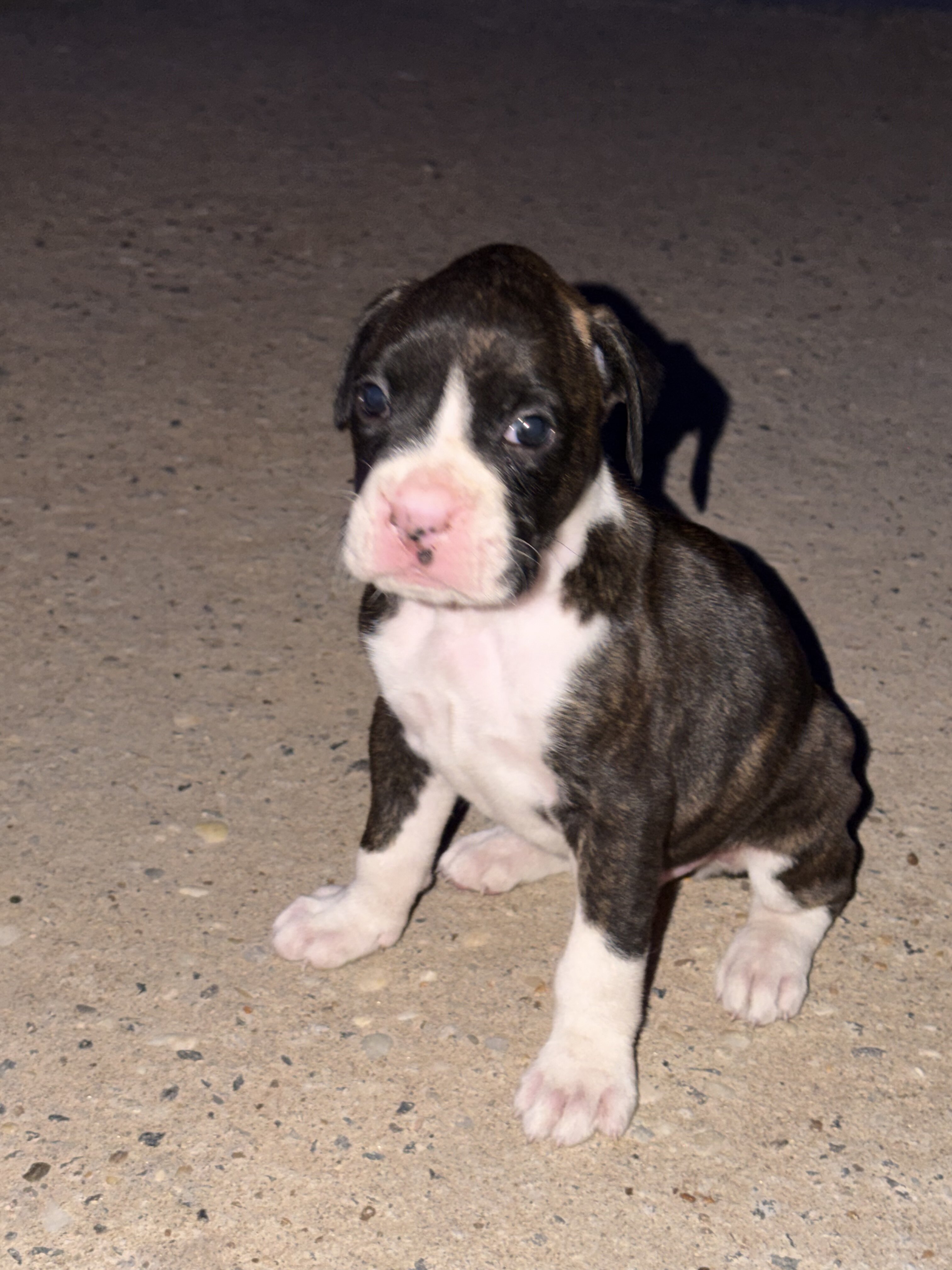 Boxer Puppies image 7