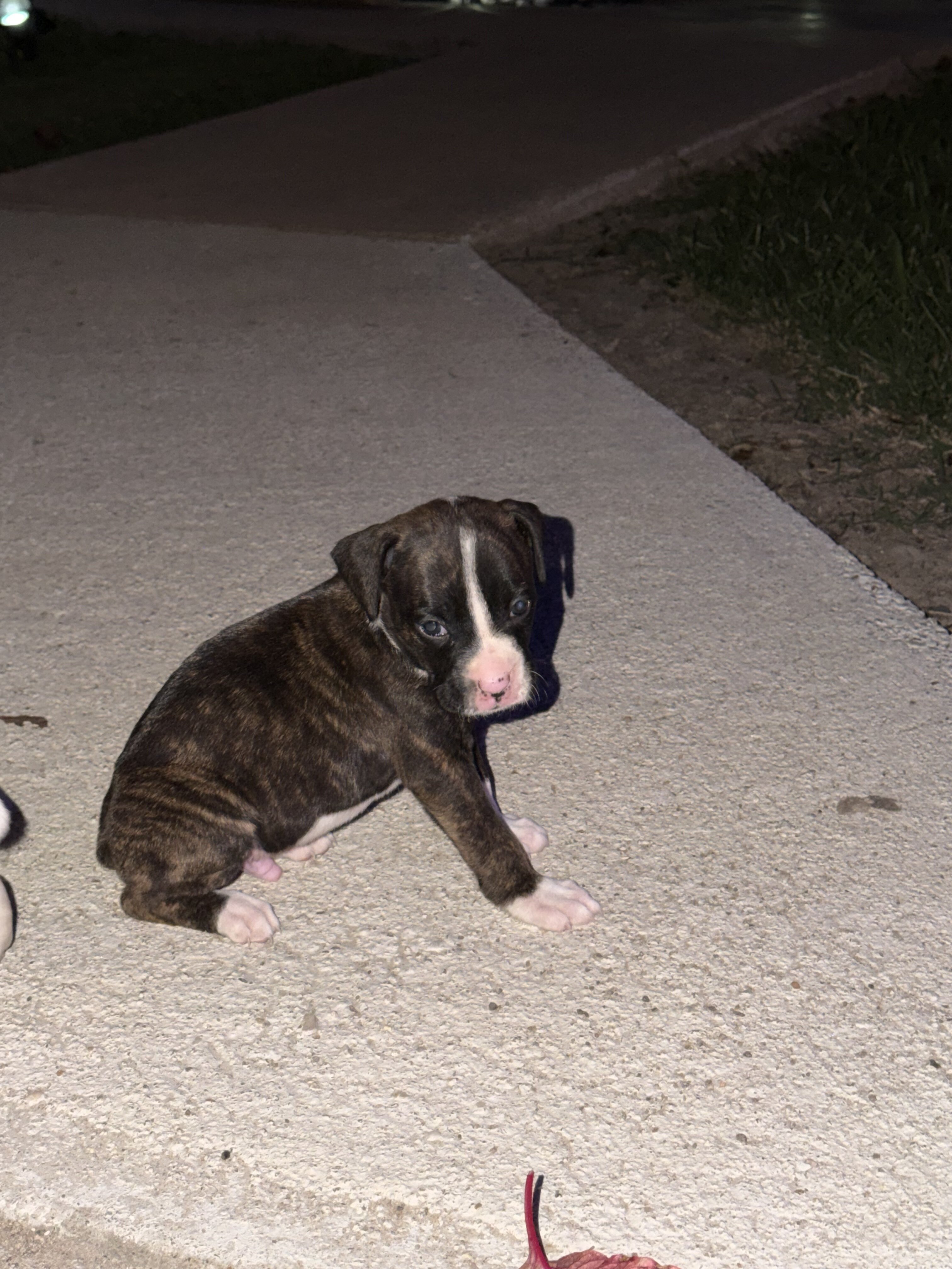 Boxer Puppies image 8