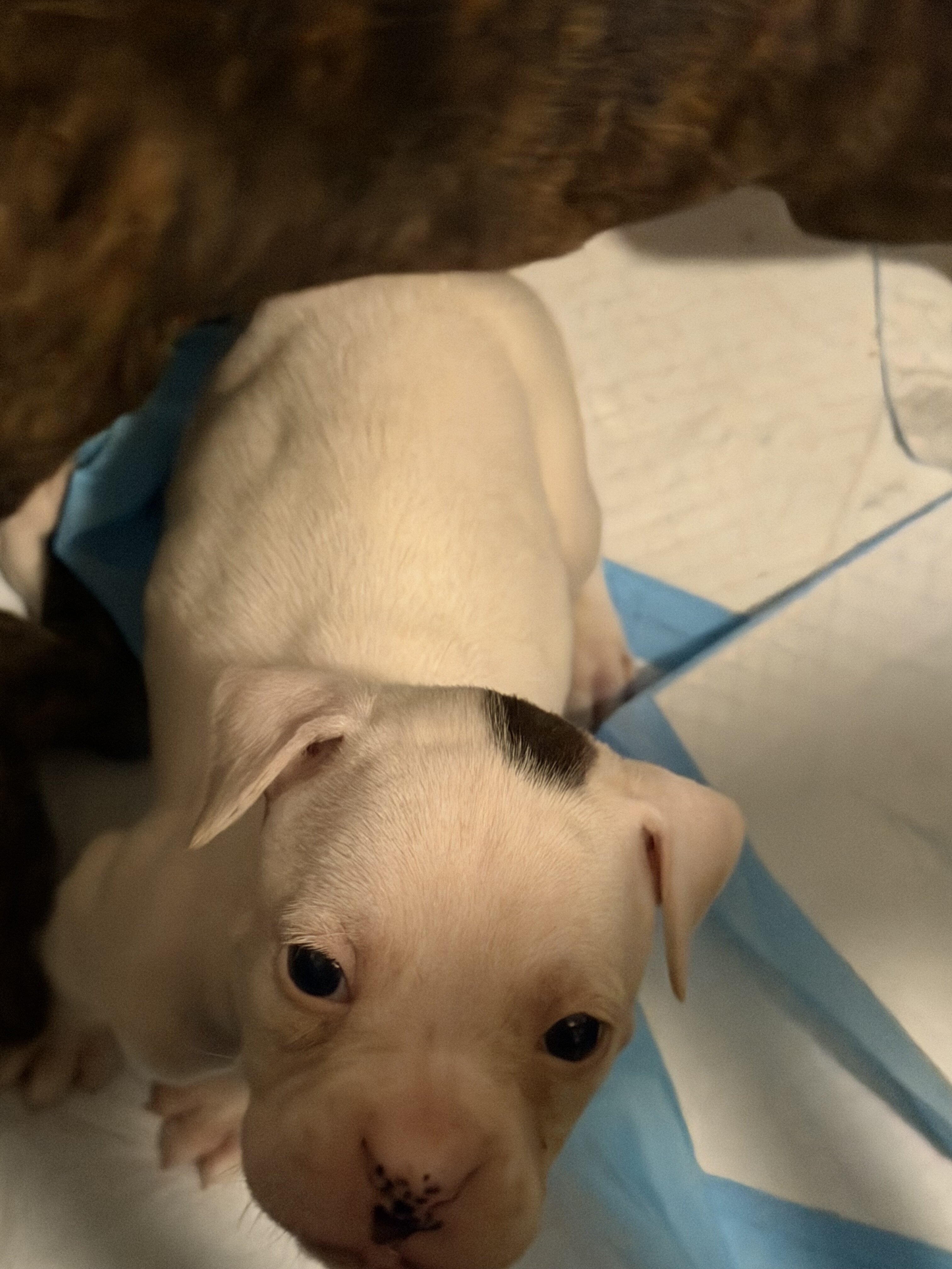 Boxer Puppies image 6