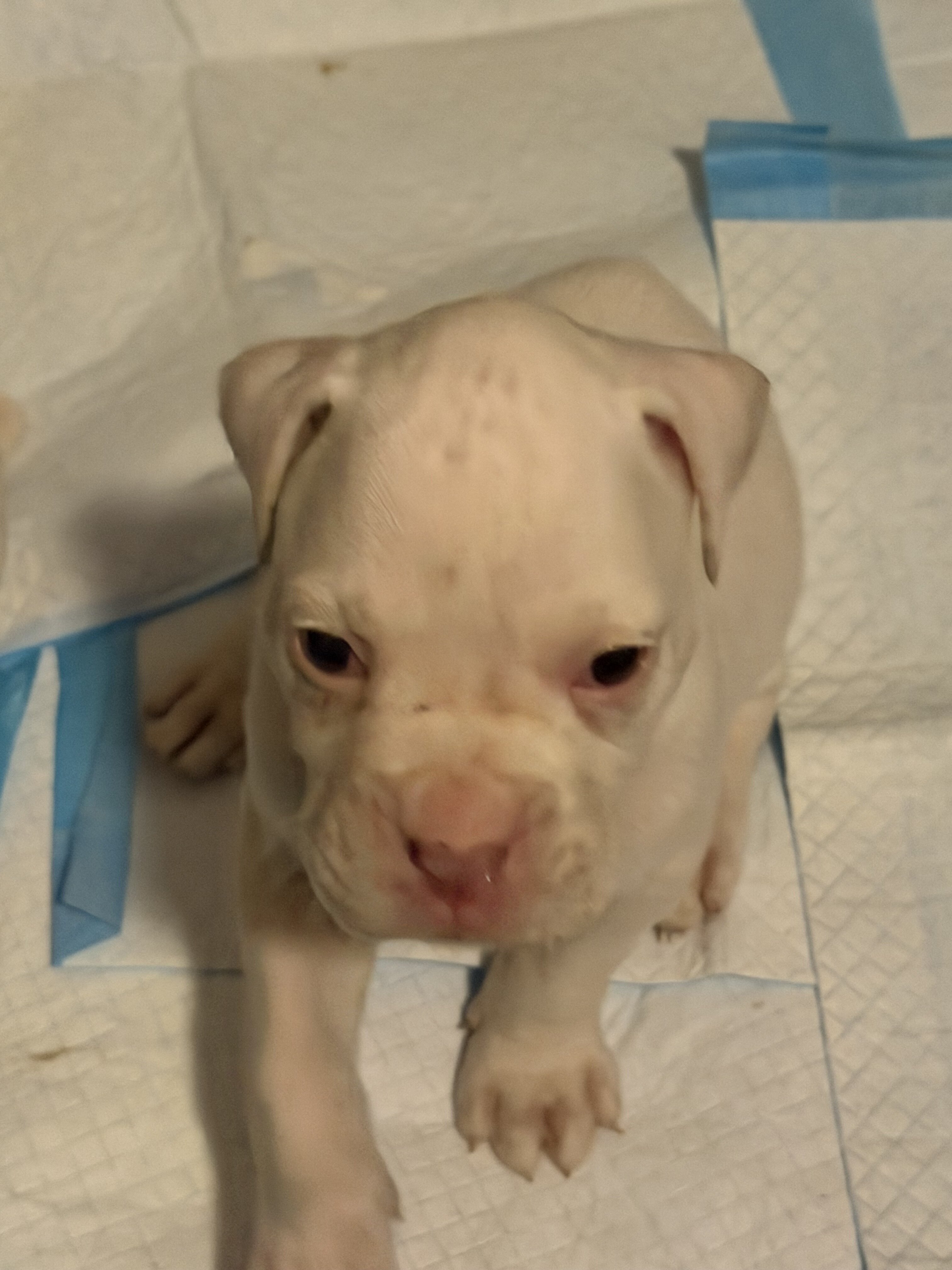 Boxer Puppies image 5