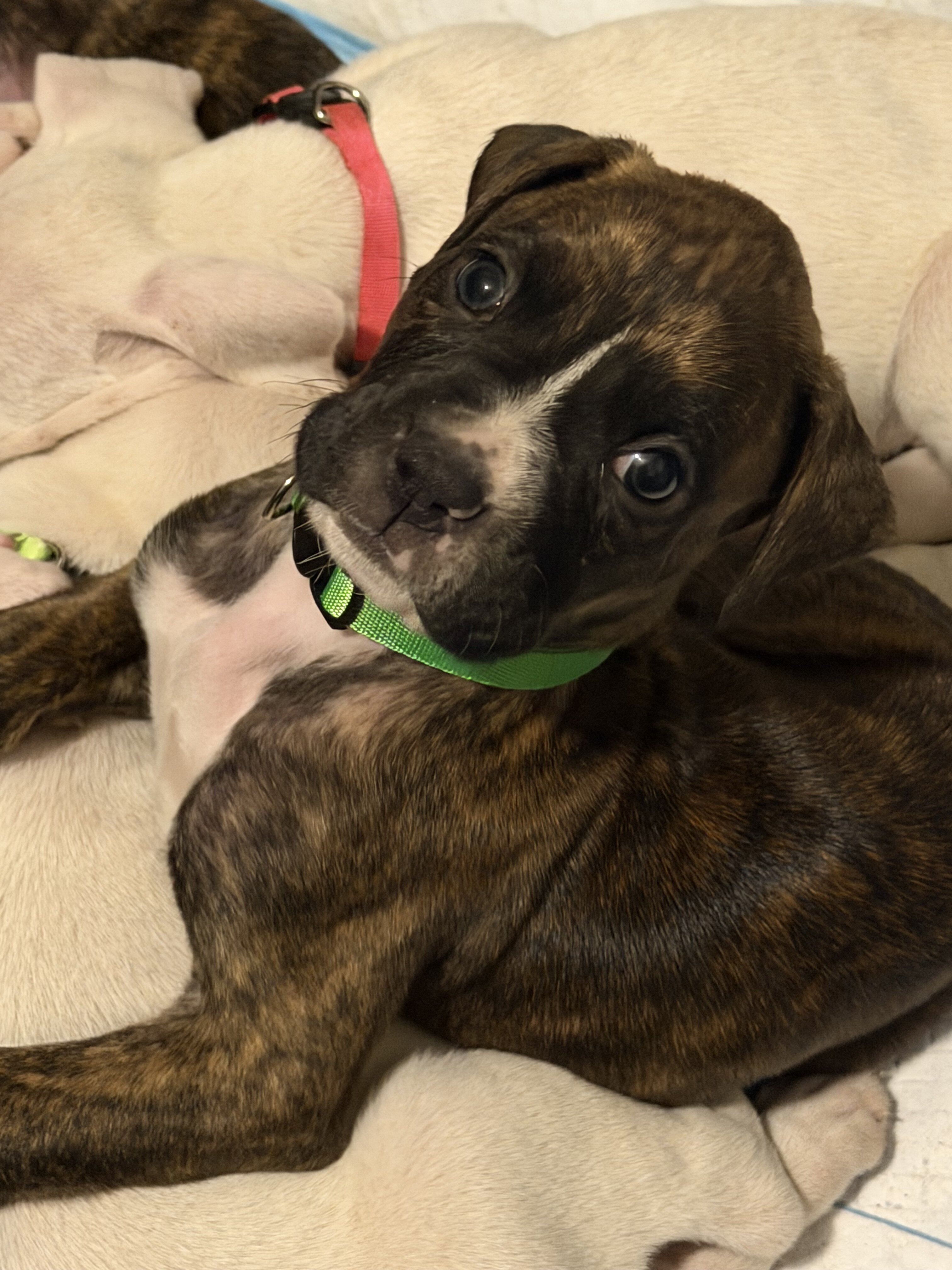 Boxer Puppies image 3