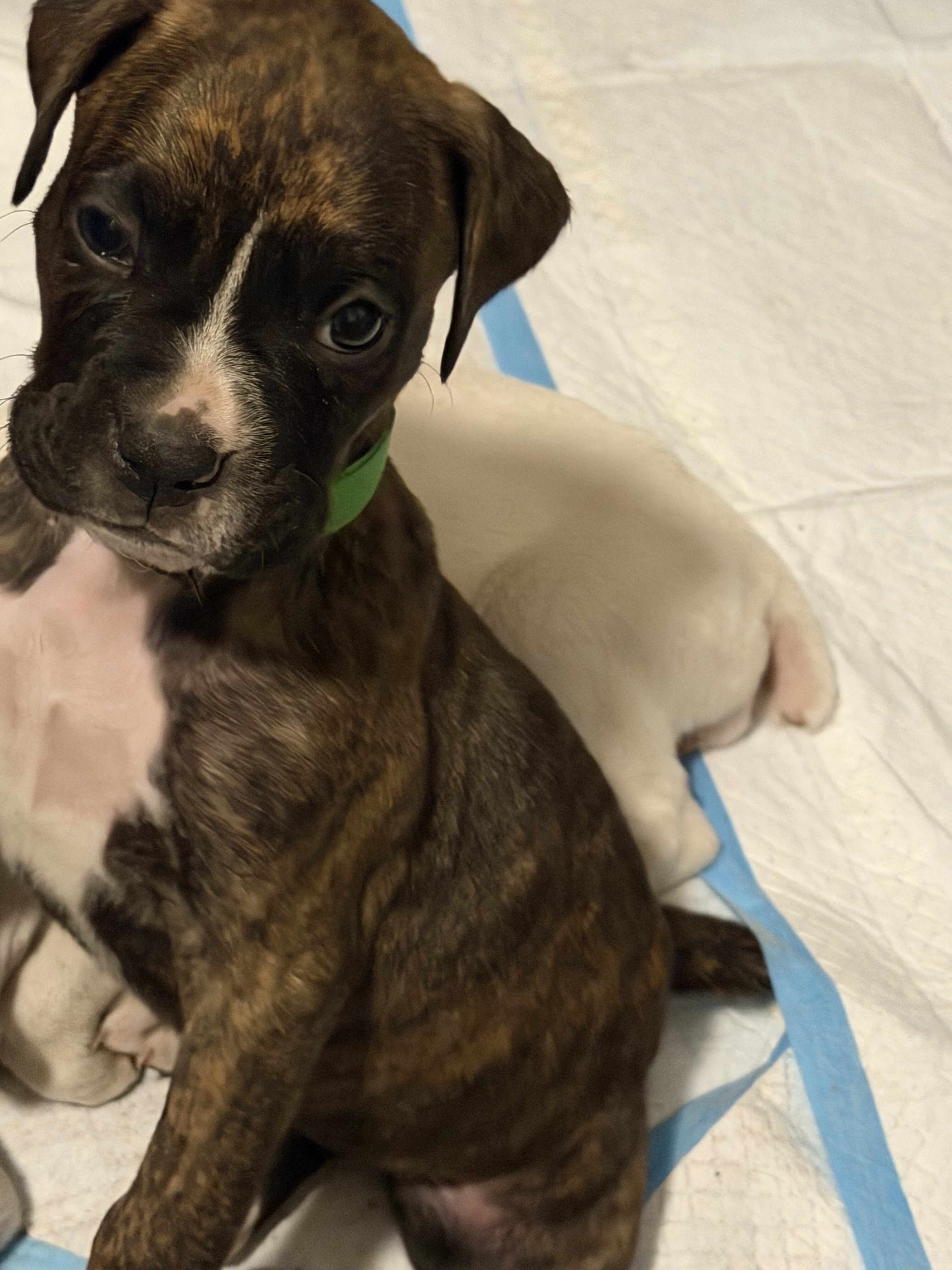 Boxer Puppies image 2