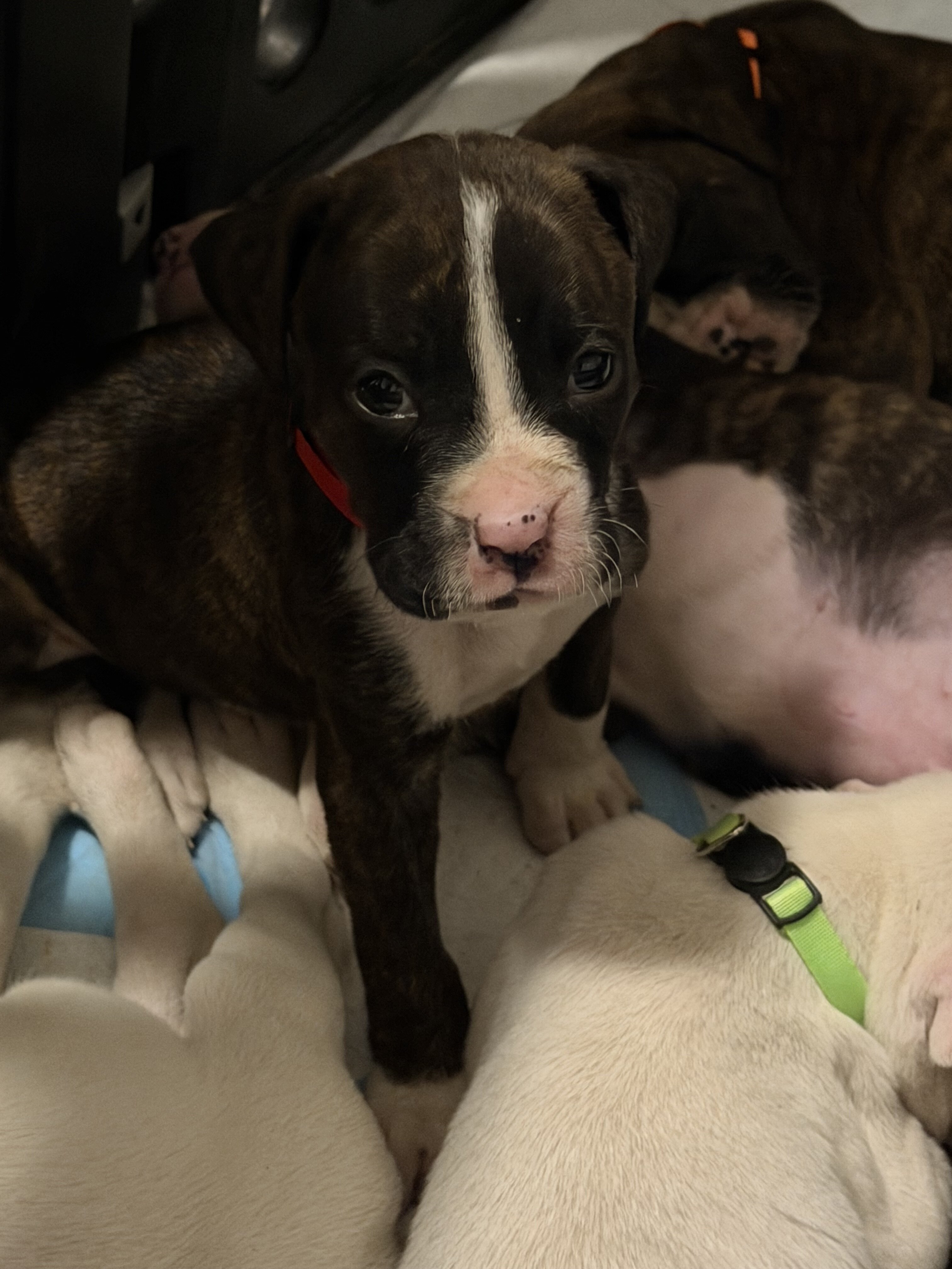Boxer Puppies image 4