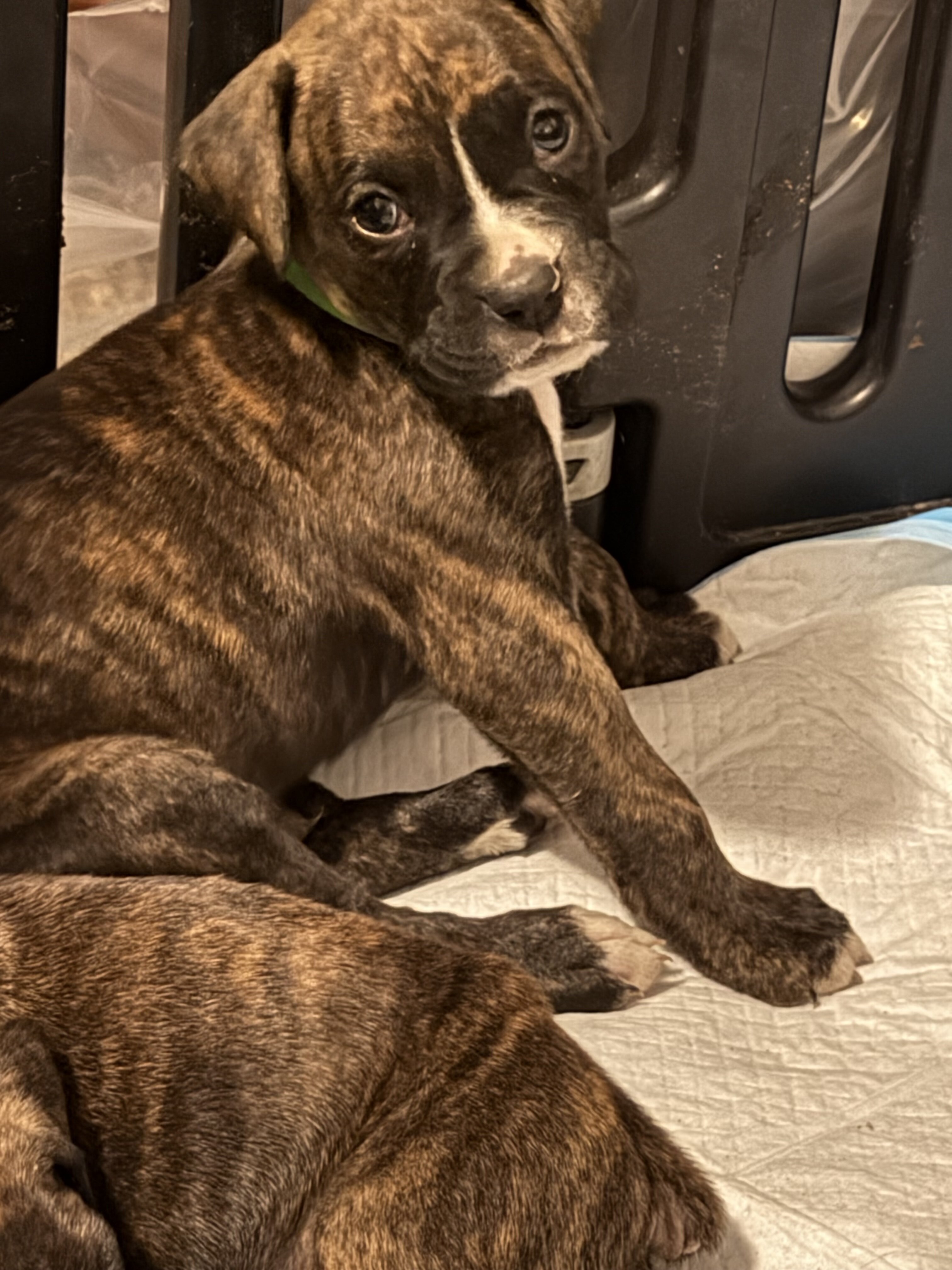 Boxer Puppies image 1