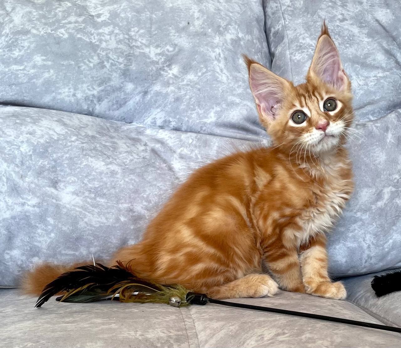 Beautiful Orange Long-Haired Kitten – Friendly image 1