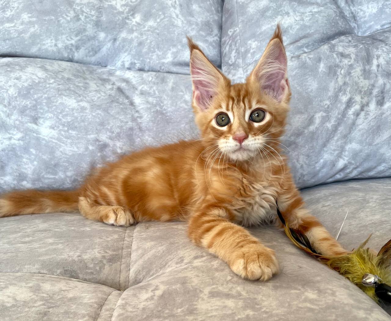 Beautiful Orange Long-Haired Kitten – Friendly image 4
