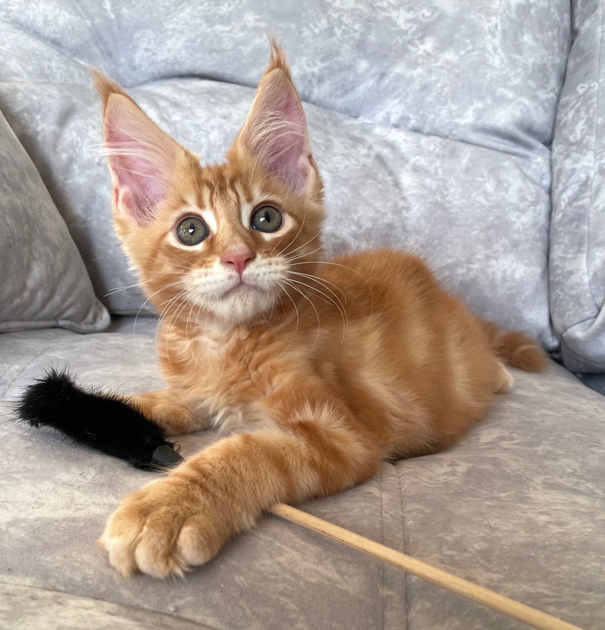 Beautiful Orange Long-Haired Kitten – Friendly image 2