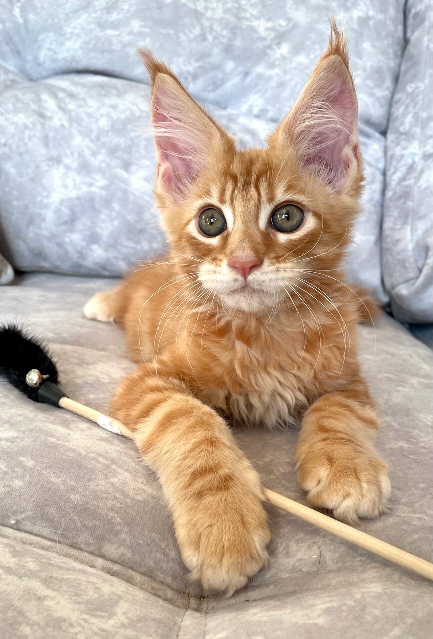 Beautiful Orange Long-Haired Kitten – Friendly image 3