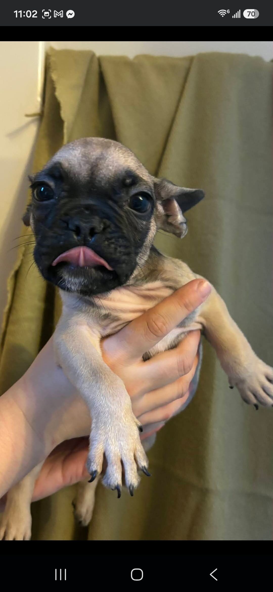 Beautiful Male French Bulldog Puppies image 1