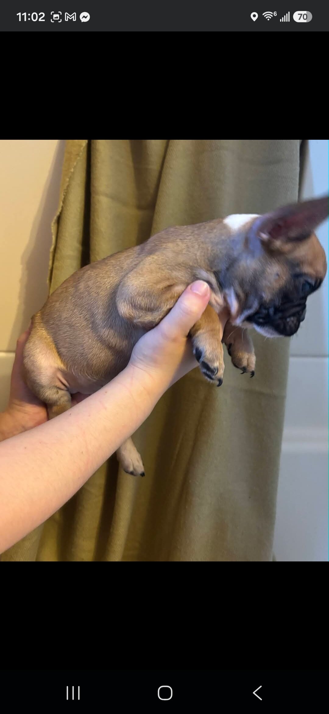 Beautiful Male French Bulldog Puppies image 2