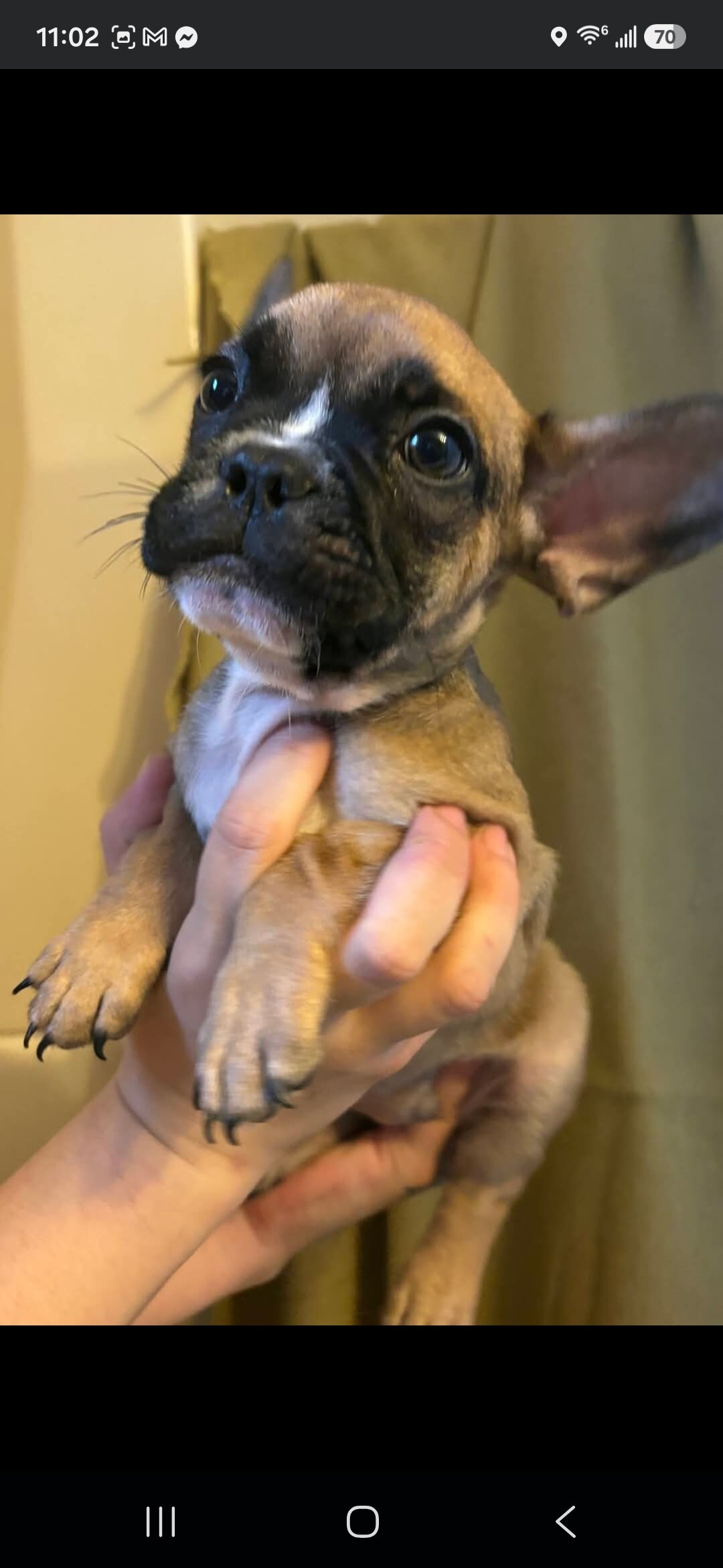 Beautiful Male French Bulldog Puppies image 3