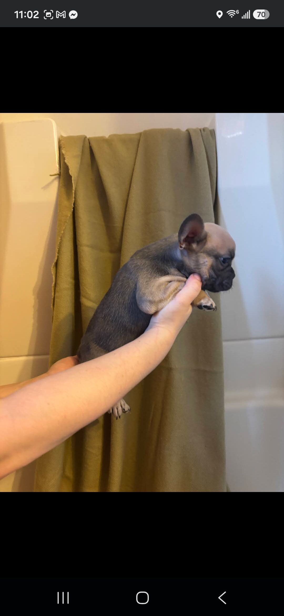 Beautiful Male French Bulldog Puppies image 4