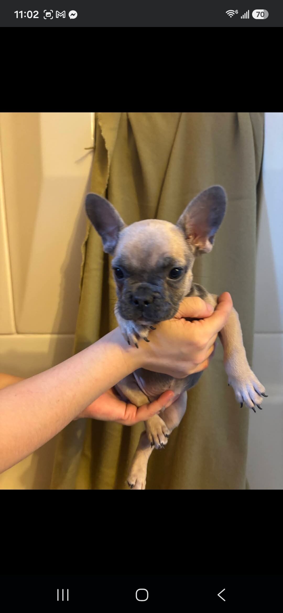 Beautiful Male French Bulldog Puppies image 6