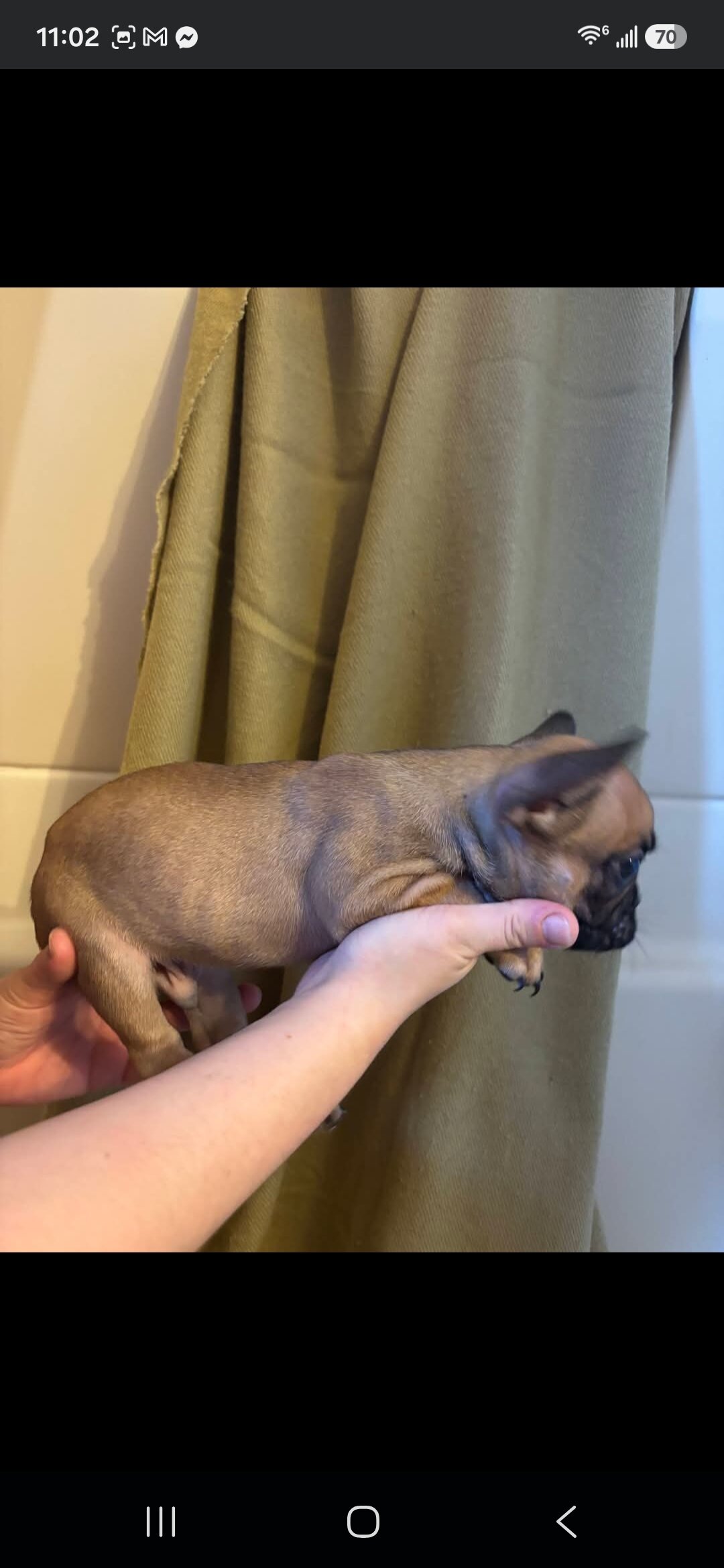 Beautiful Male French Bulldog Puppies image 7