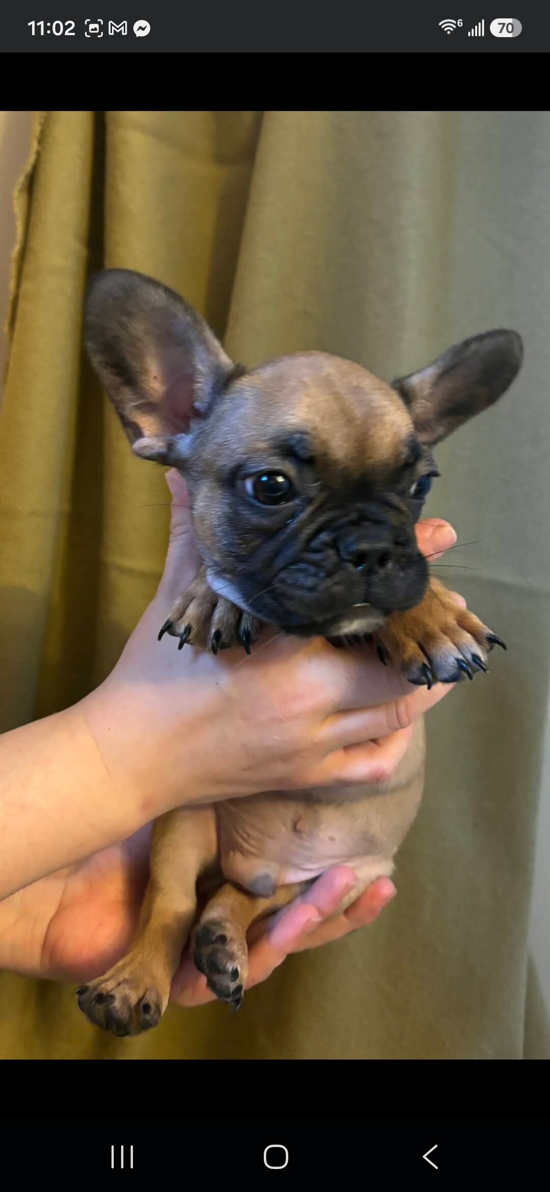 Beautiful Male French Bulldog Puppies image 5