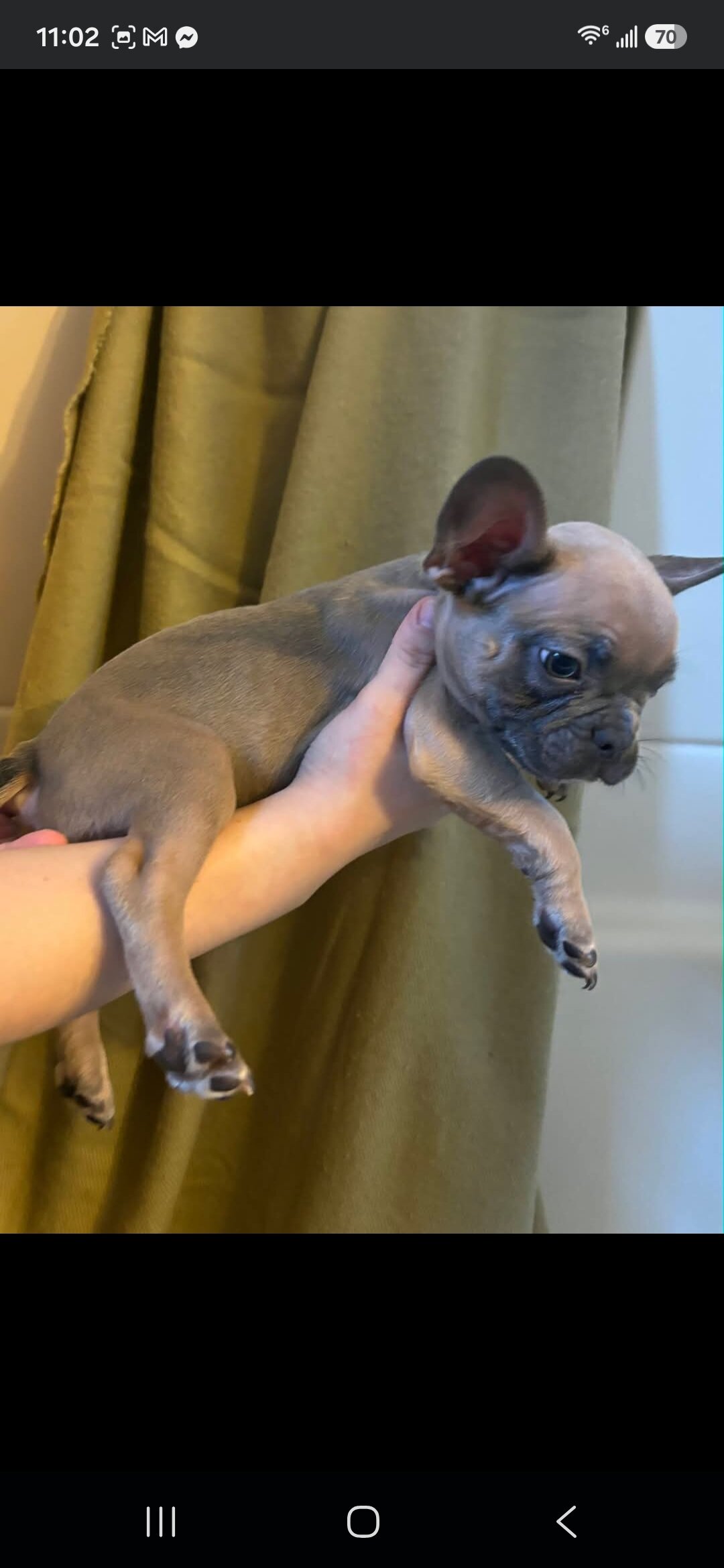 Beautiful Male French Bulldog Puppies image 9
