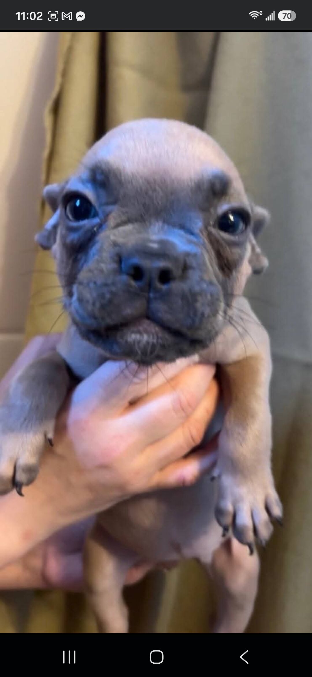 Beautiful Male French Bulldog Puppies image 10