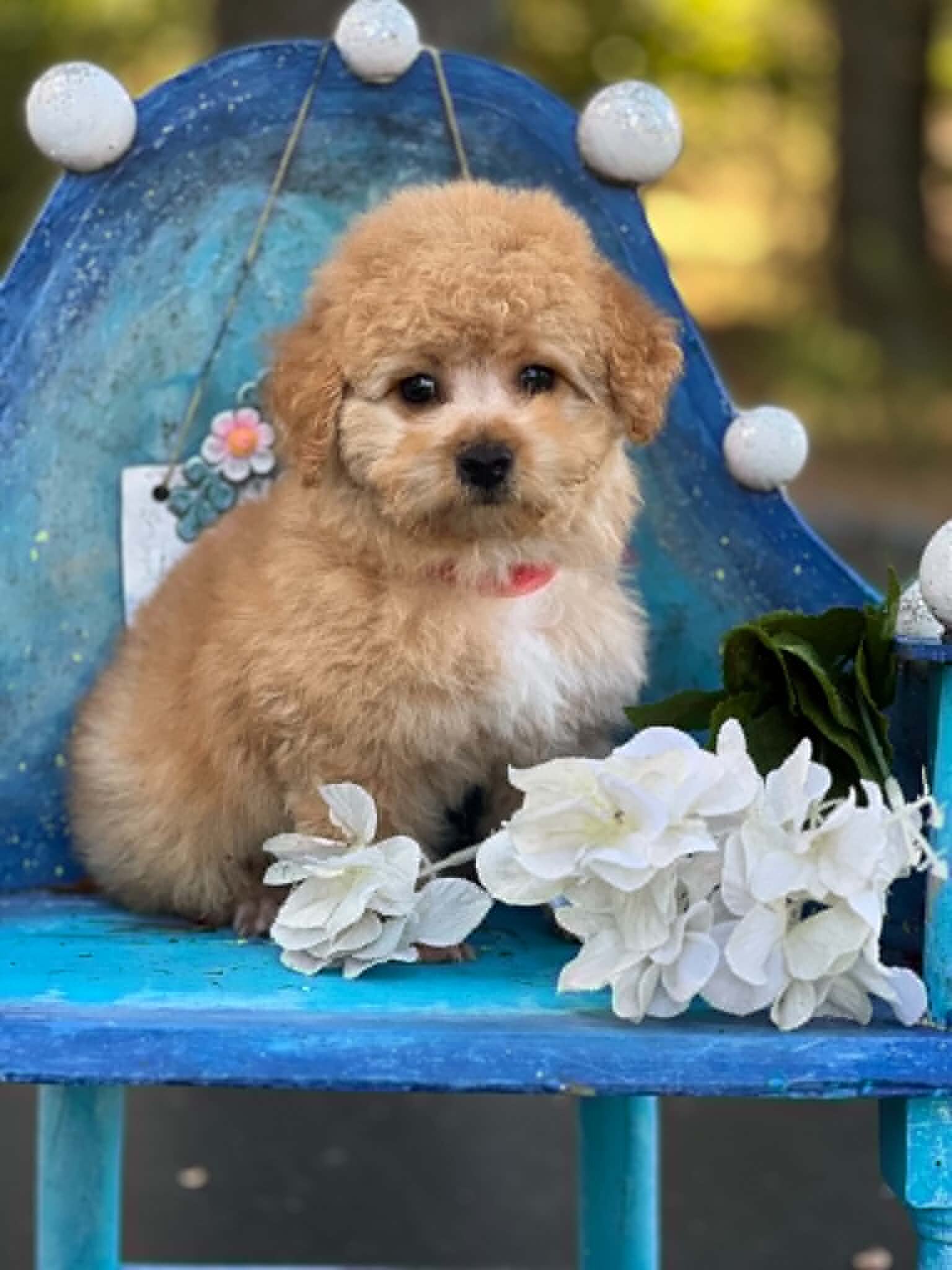 Toy poodle pup image 1