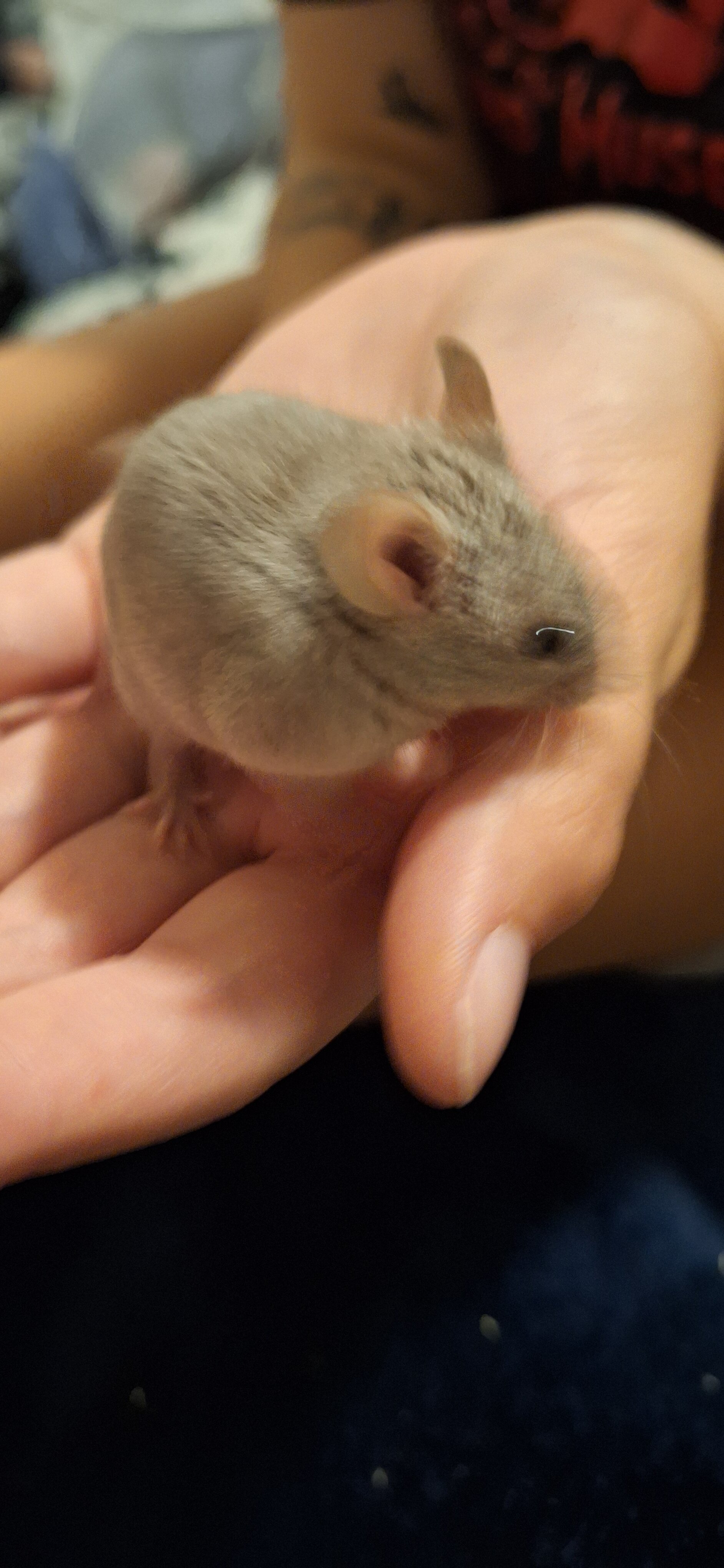 Mice image 2
