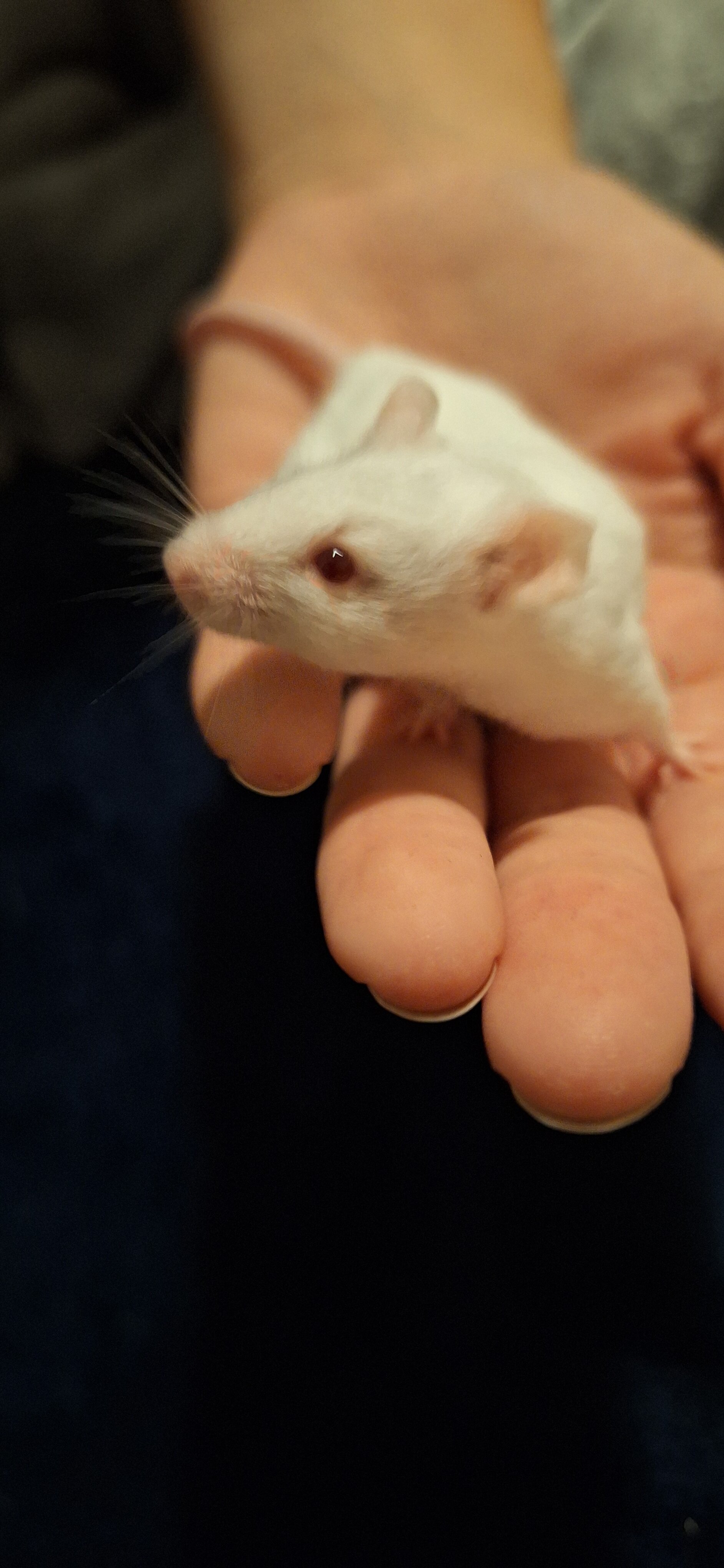 Mice image 3