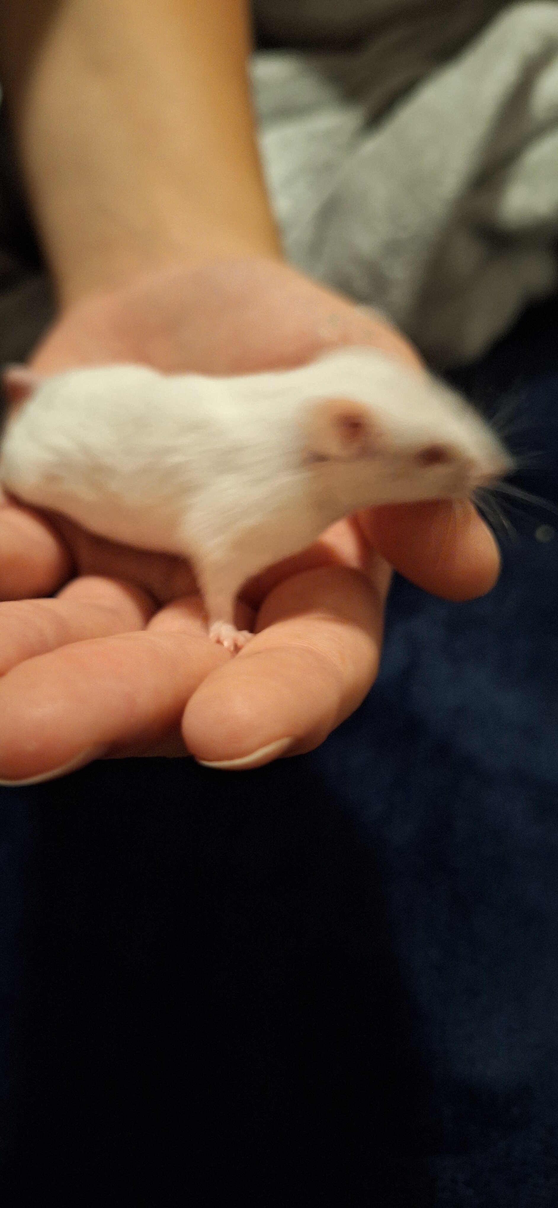 Mice image 1