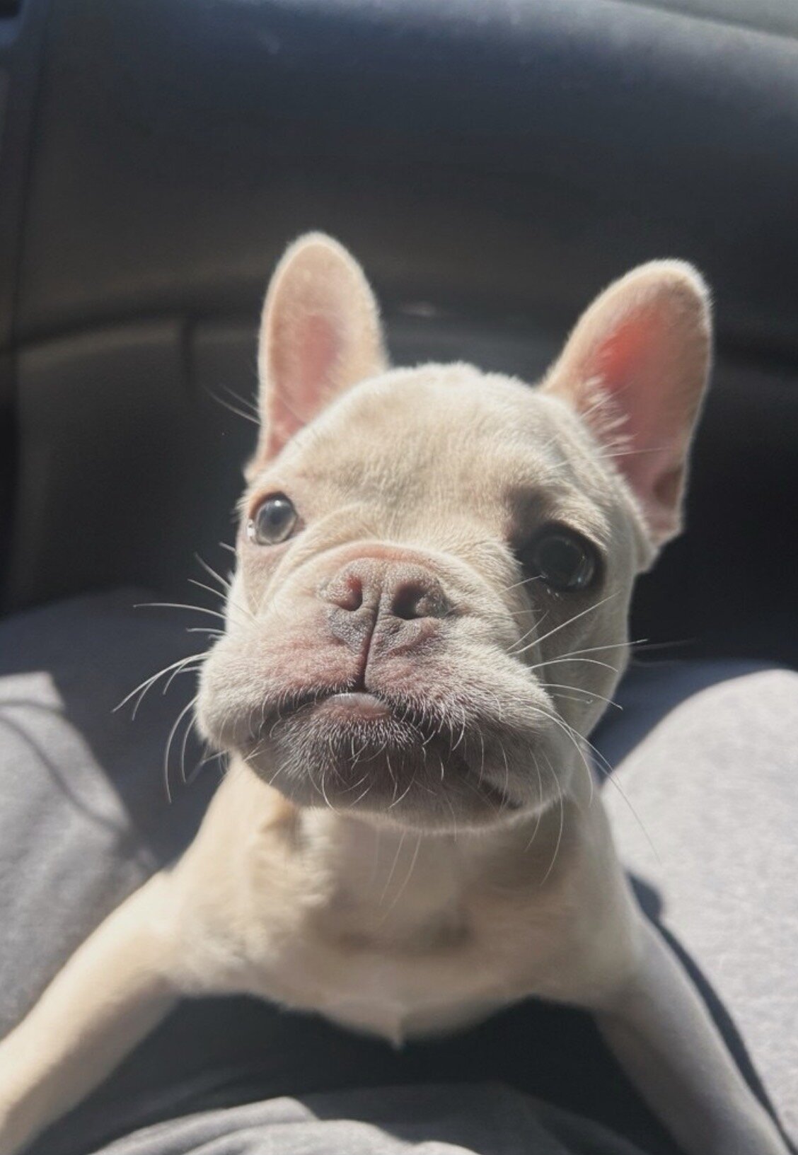 French bulldog image 1