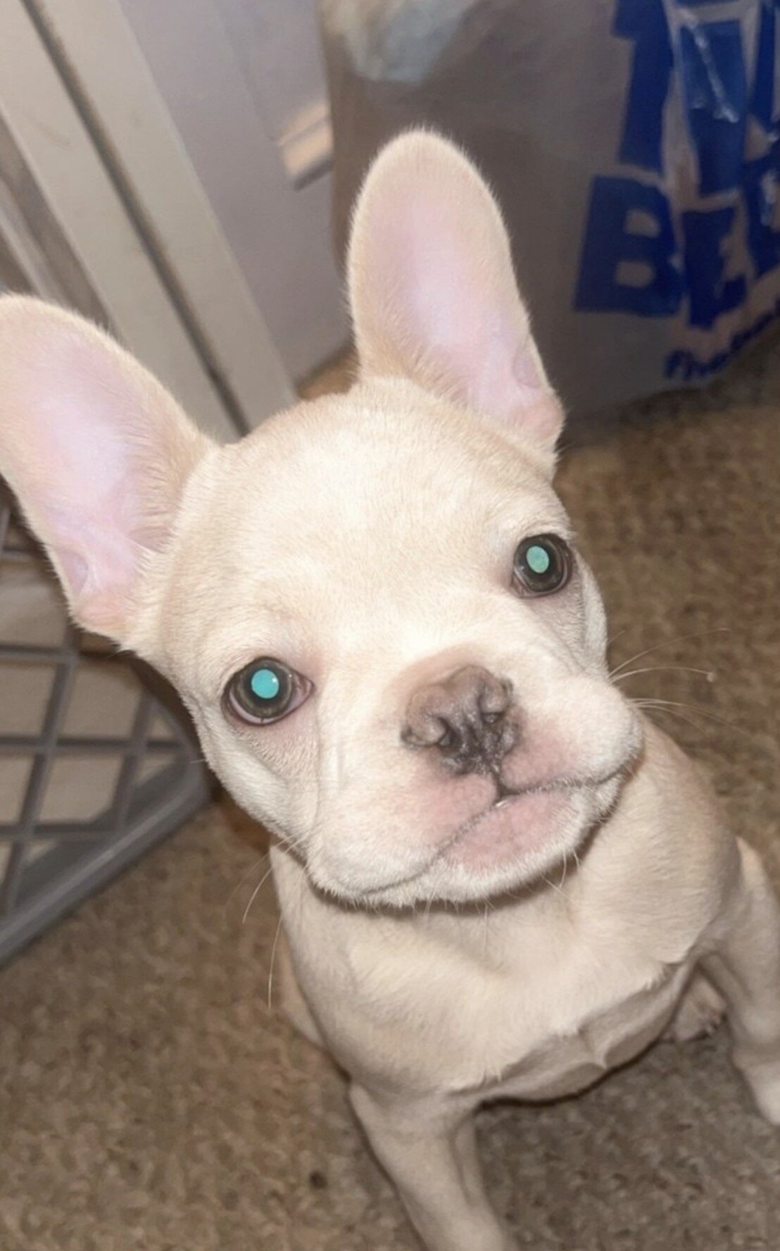 French bulldog image 2