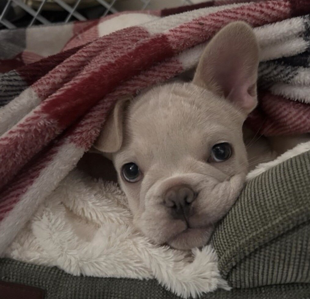 French bulldog image 3