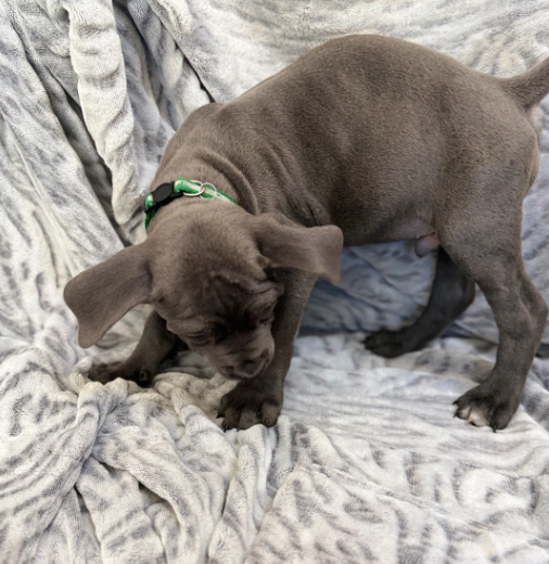 BEAUTIFUL CANE CORSO PUPPIES LOOKING FOR THEIR FOR image 1