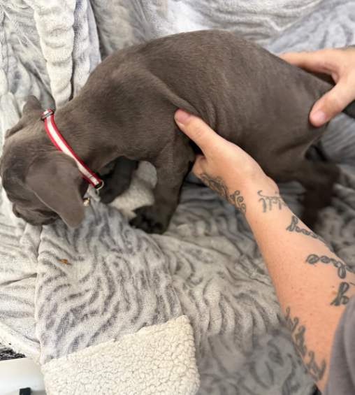 BEAUTIFUL CANE CORSO PUPPIES LOOKING FOR THEIR FOR image 2
