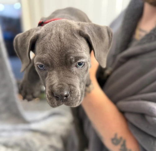 BEAUTIFUL CANE CORSO PUPPIES LOOKING FOR THEIR FOR image 3