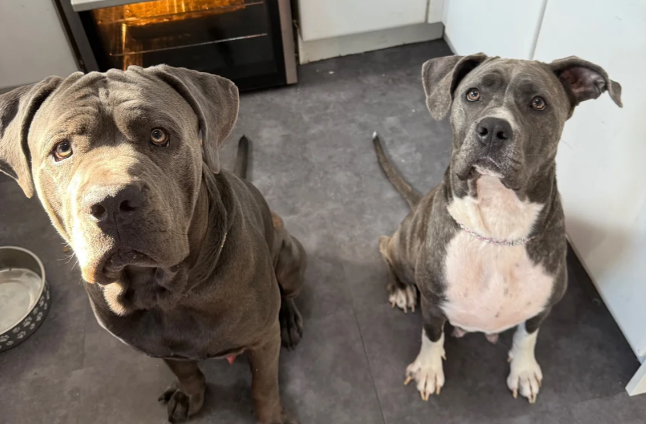 BEAUTIFUL CANE CORSO PUPPIES LOOKING FOR THEIR FOR image 4