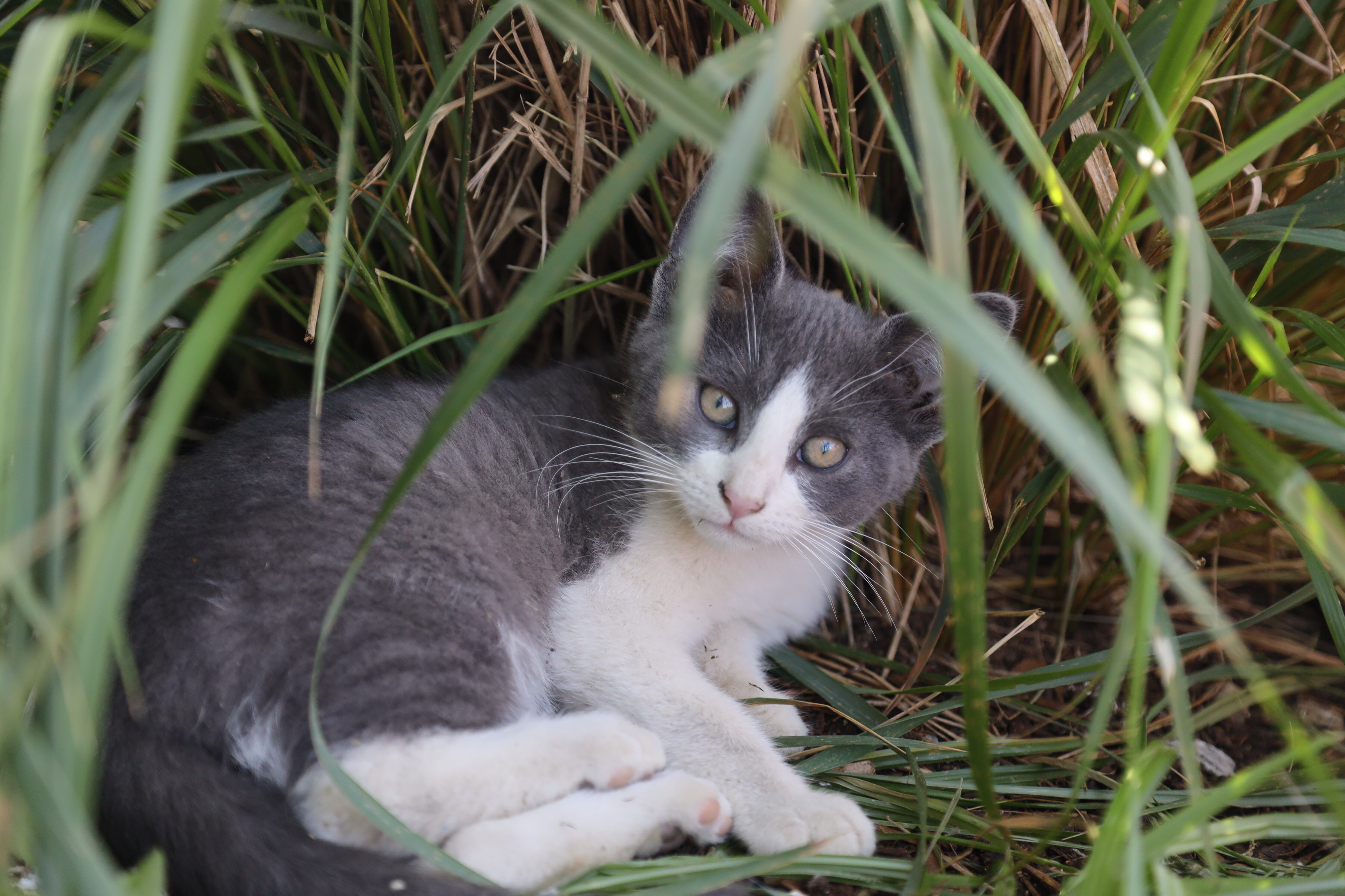 Super sweet kittens image 6