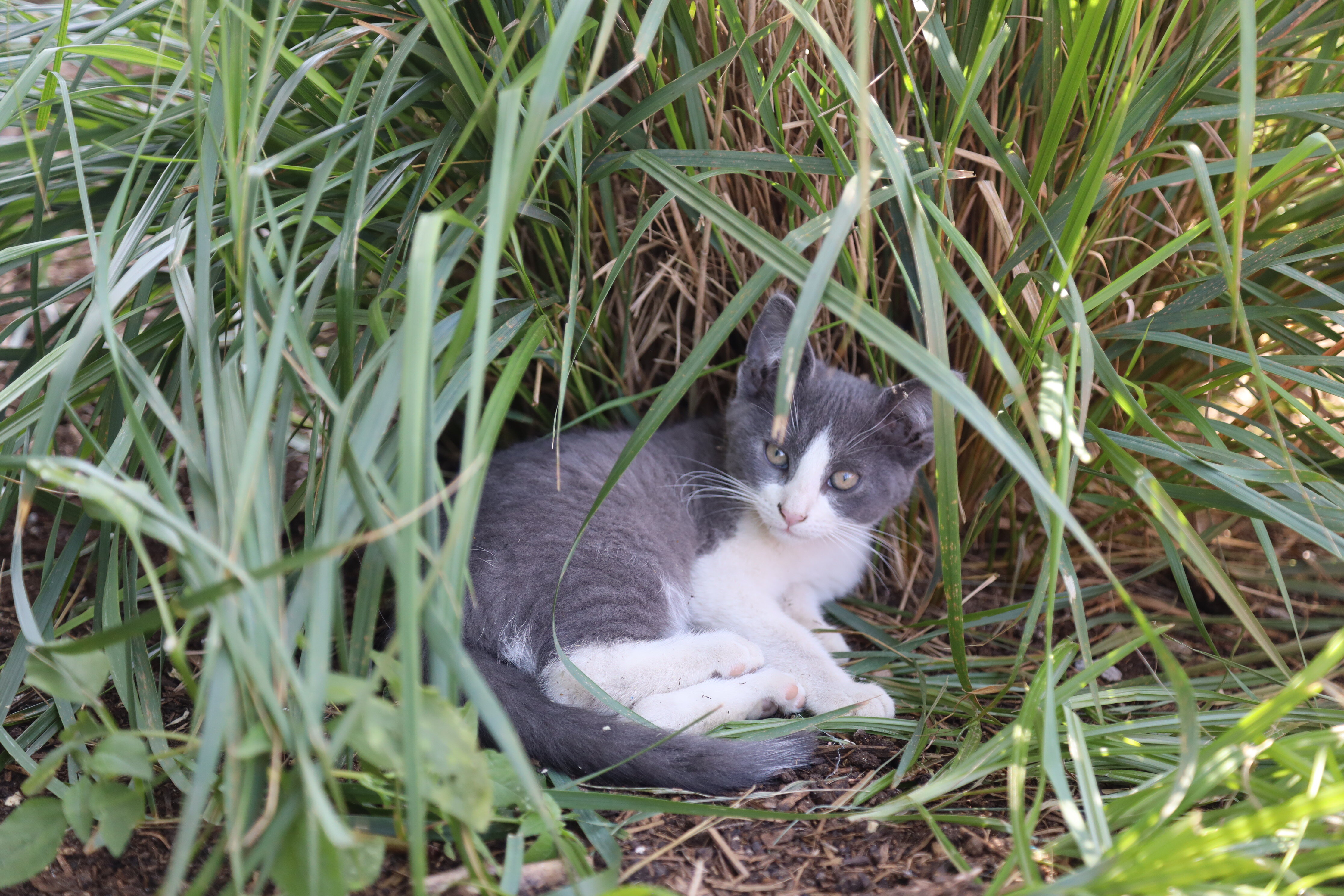 Super sweet kittens image 2