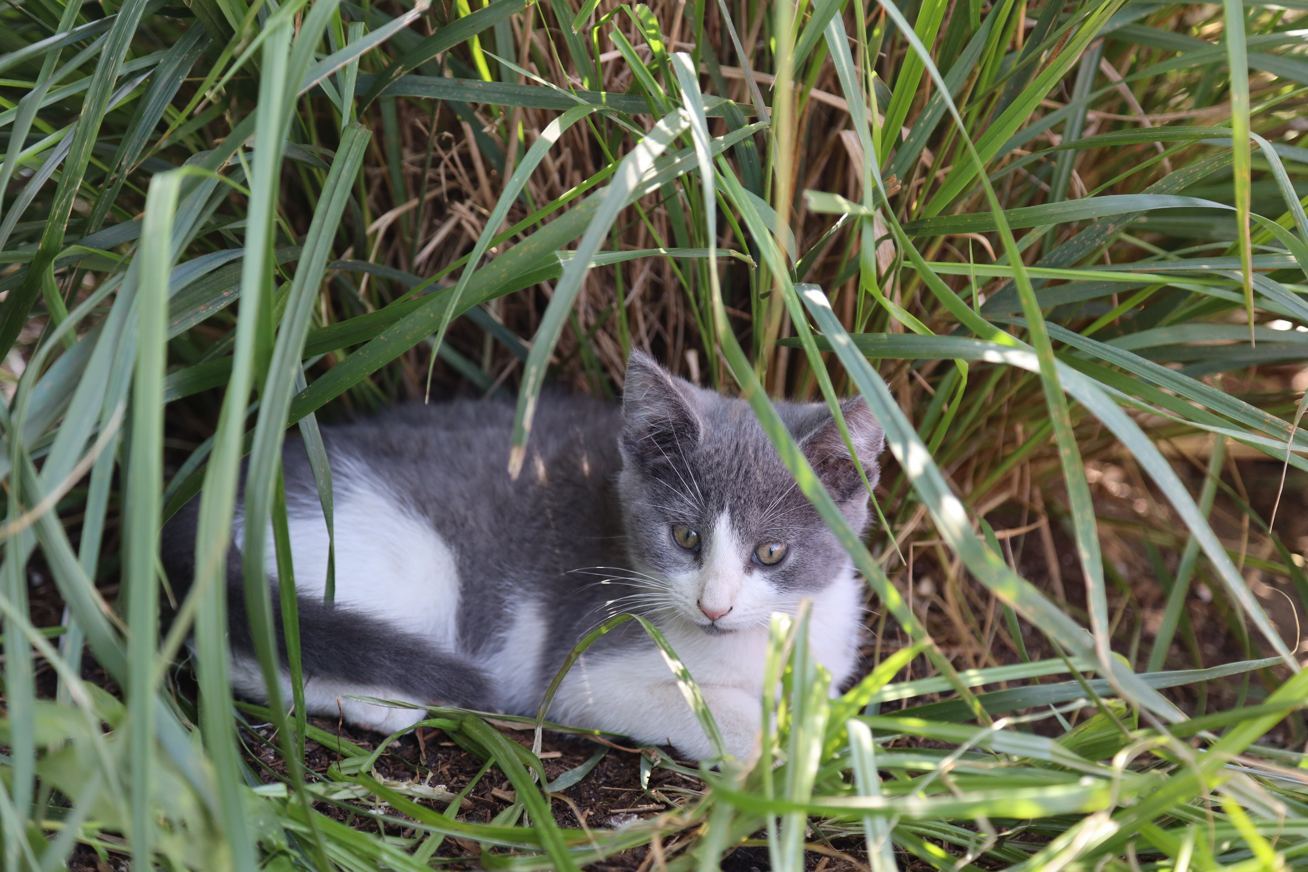 Super sweet kittens image 5