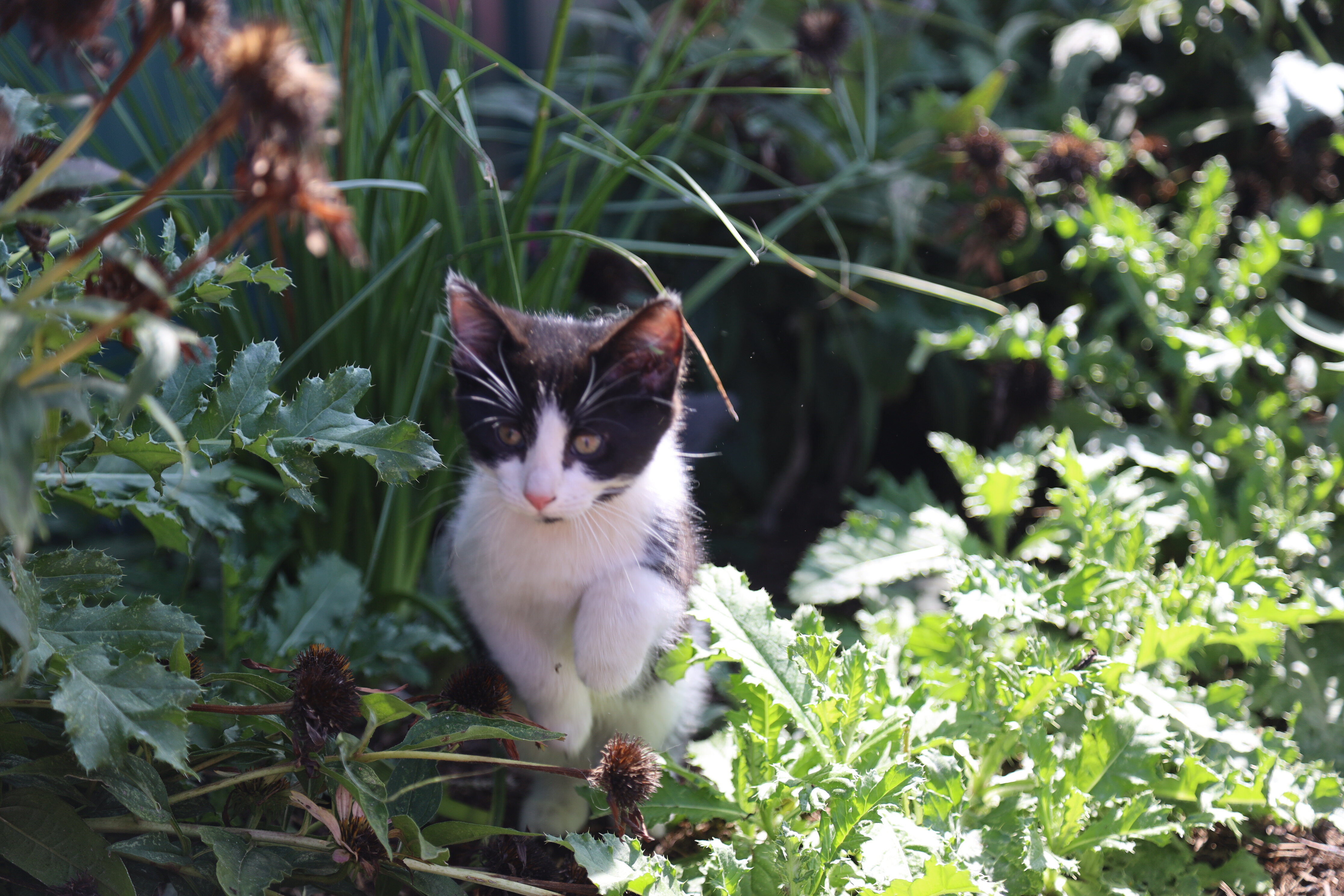 Super sweet kittens image 4