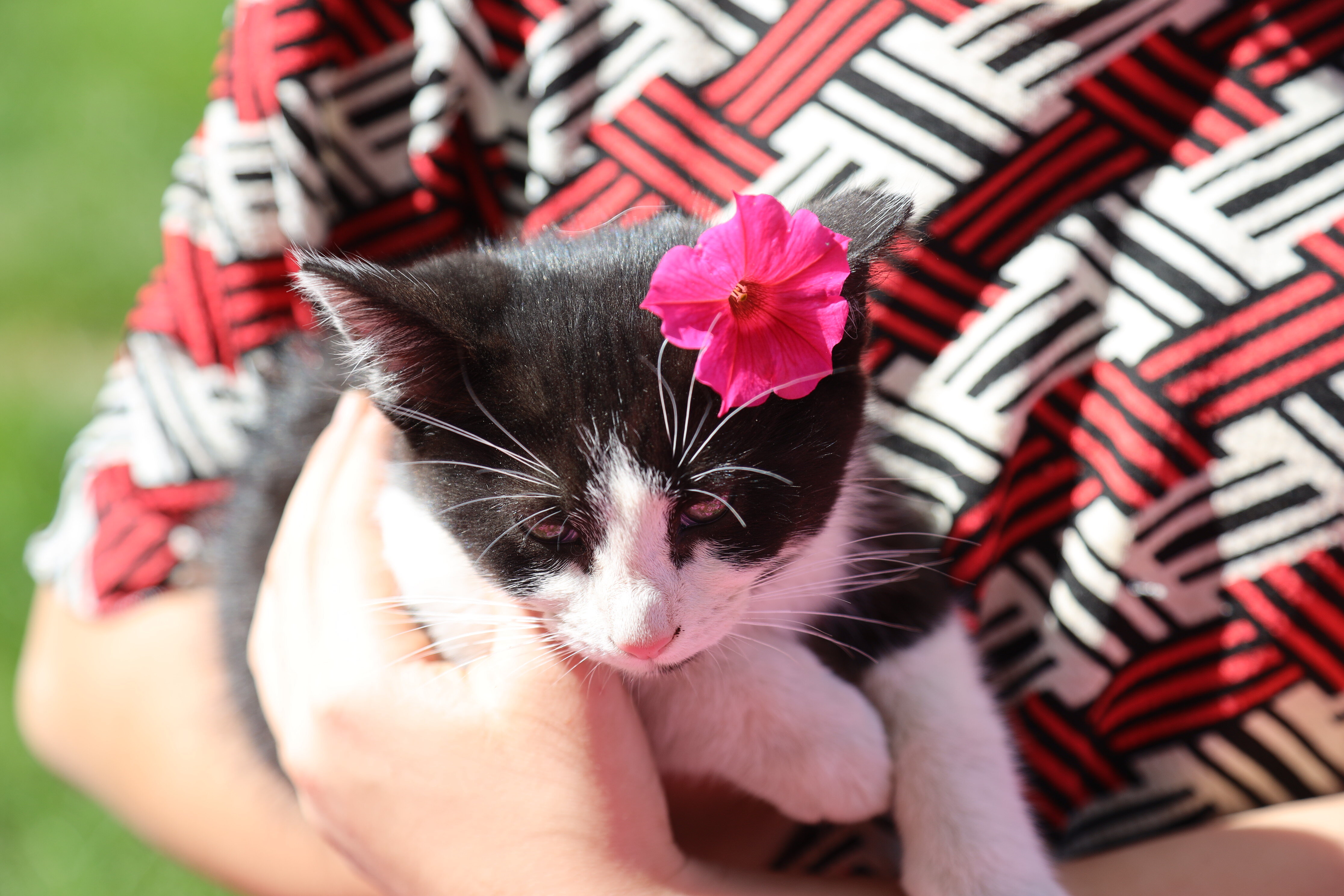 Super sweet kittens image 1