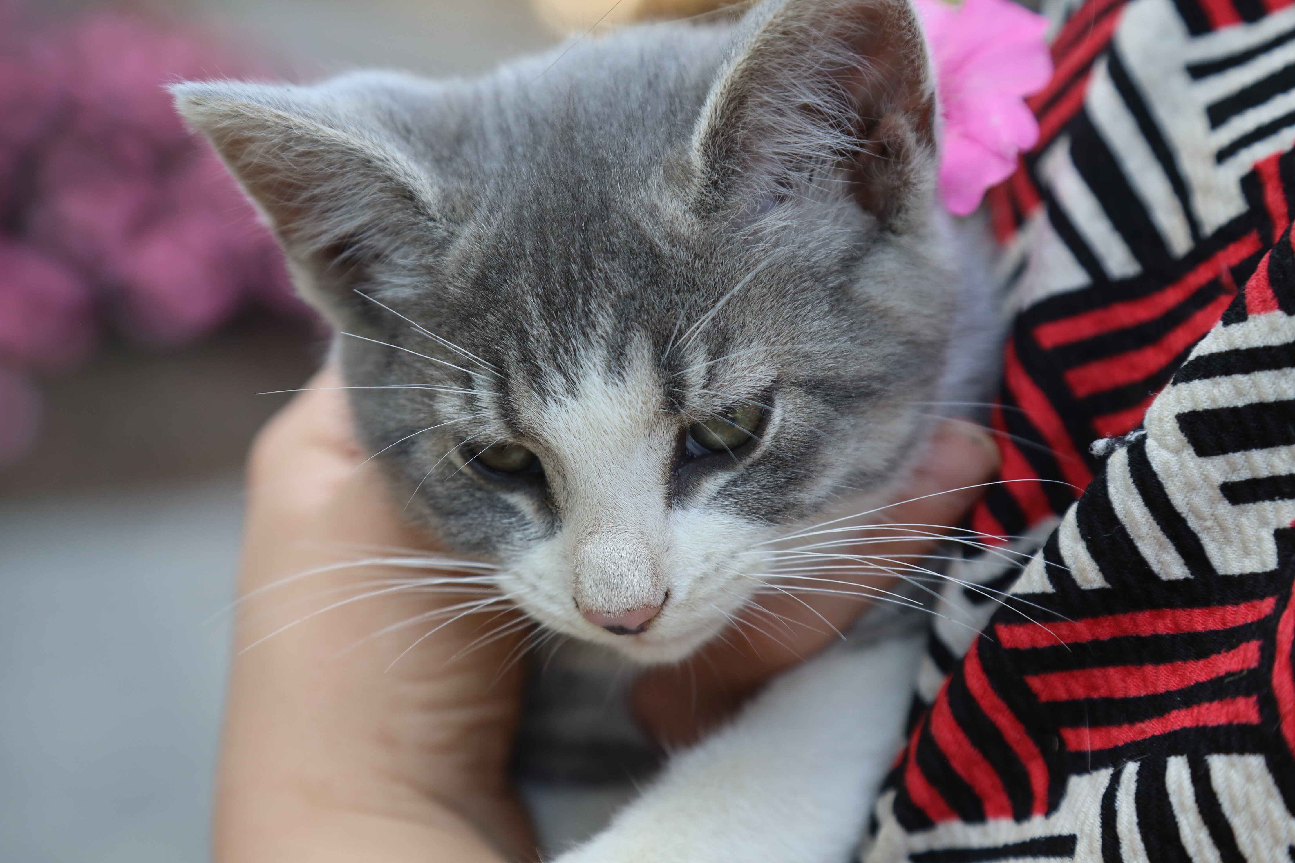 Super sweet kittens image 3