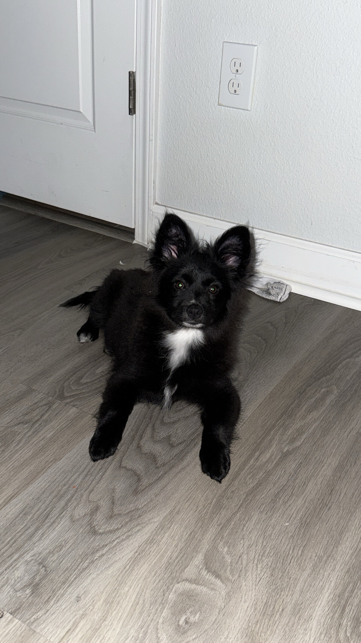 pomeranian mix image 3