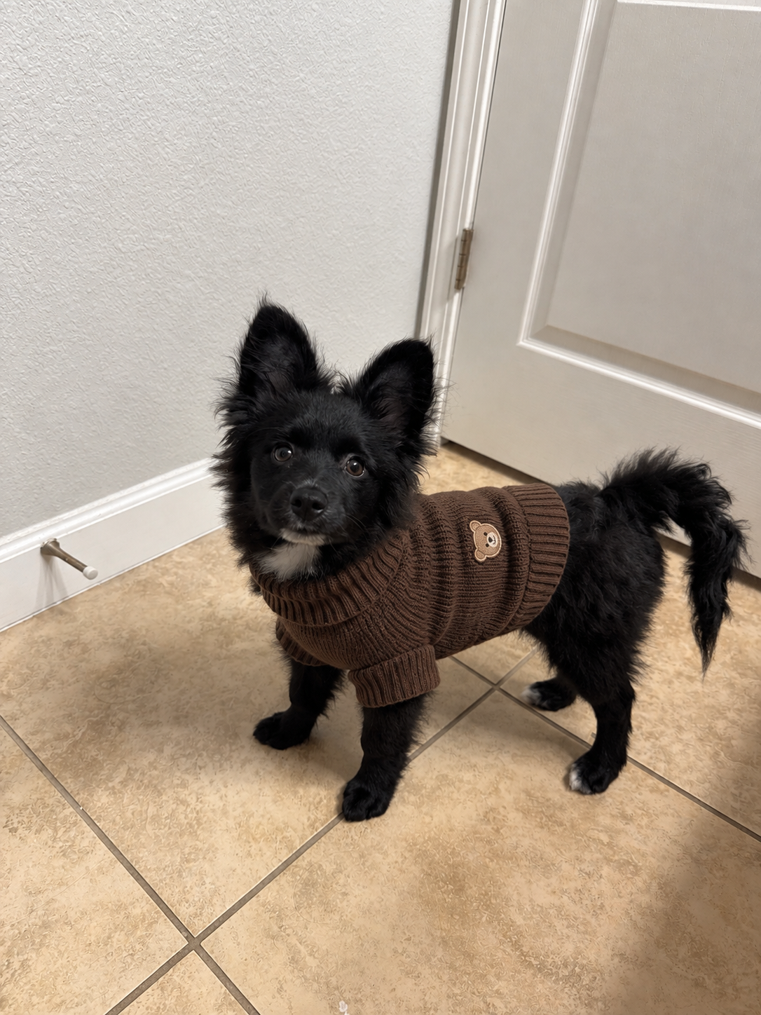 pomeranian mix image 1