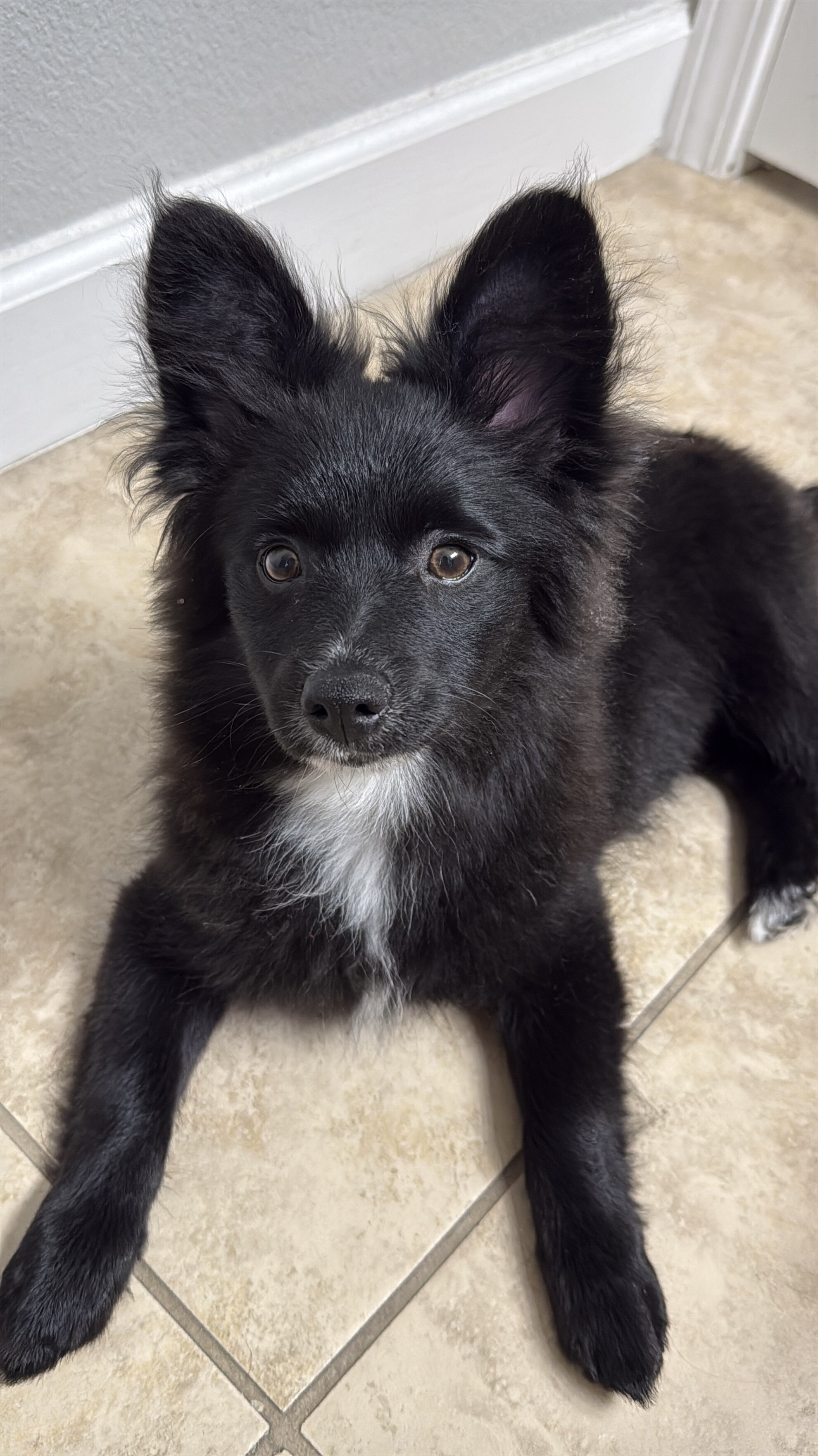 pomeranian mix image 2