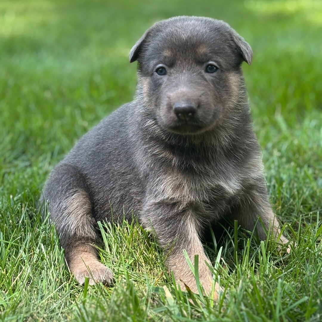 German Shepherd image 4