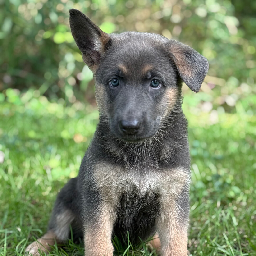 German Shepherd image 3