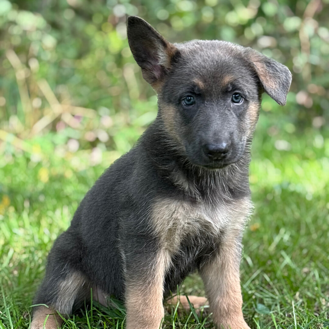 German Shepherd image 2